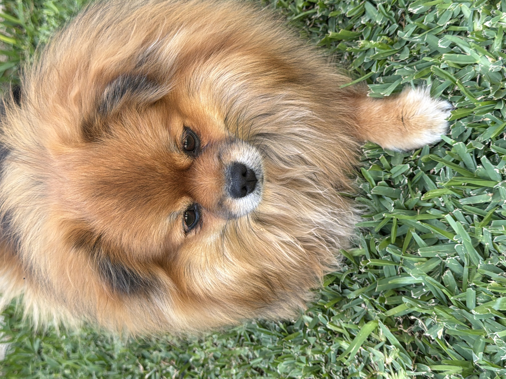A medium-sized, tan and brown dog with fluffy fur lies on green grass. The dog is facing the camera with its head tilted slightly upwards. The grass is short and appears to be well-maintained. The location is unknown, I don't have information about the city of Cuautla, Mexico.