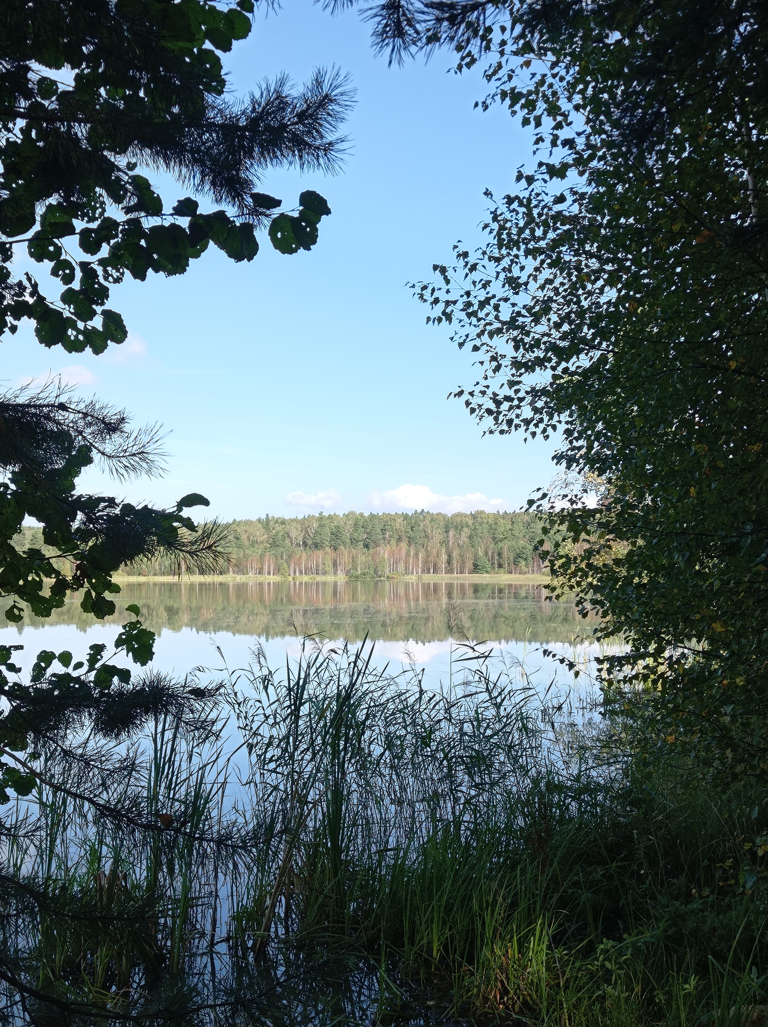The image depicts a serene lake scene, framed by lush green foliage in the foreground. Tall grasses and reeds grow along the water's edge, their reflections shimmering on the calm surface of the lake. In the distance, a dense forest of trees stretches across the horizon, with a clear blue sky overhead, punctuated by a few wispy clouds. The overall impression is one of natural beauty and tranquility. This scene is likely located near the city of Degtyarsk, Russia, known for its picturesque natural landscapes and numerous lakes.