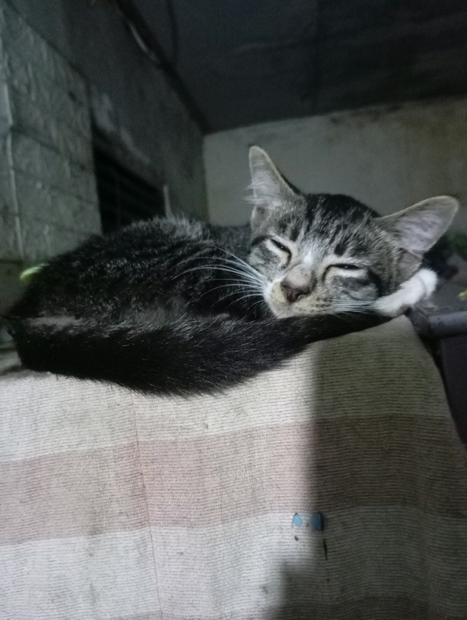 A domestic cat is sleeping soundly on a striped cloth. The cat is a tabby with black and grey fur. Its eyes are closed, and its head is resting on its paws. The cloth is light brown and white with horizontal stripes. The background is dark and out of focus, but appears to be an indoor setting.