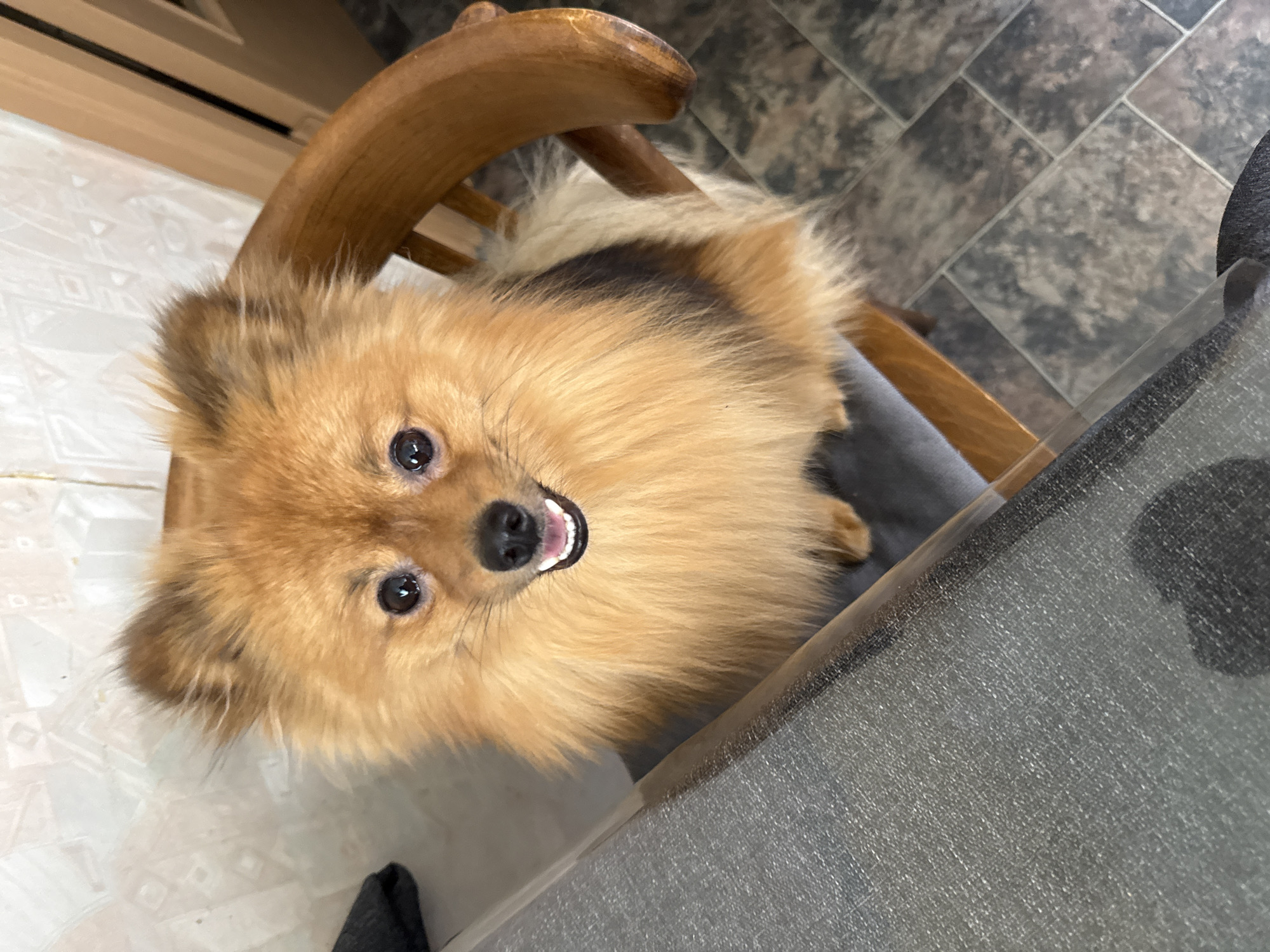A small, fluffy Pomeranian-type dog with reddish-brown fur, dark eyes, and a black nose is seated upright on a grey-cushioned wooden chair. The dog exhibits an open-mouthed expression, revealing its lower teeth, and is looking directly forward. A dark brown stripe of fur is visible on the dog's right side, contrasting with lighter fur on its chest and belly. To the left, a grey textured table surface is partially visible, with a dark fabric object resting upon it. The background consists of a light-colored wall featuring a subtle, raised geometric pattern and a tiled floor composed of rectangular, mottled grey and brown tiles arranged in a staggered pattern. The scene is located in Khimki, Russia.