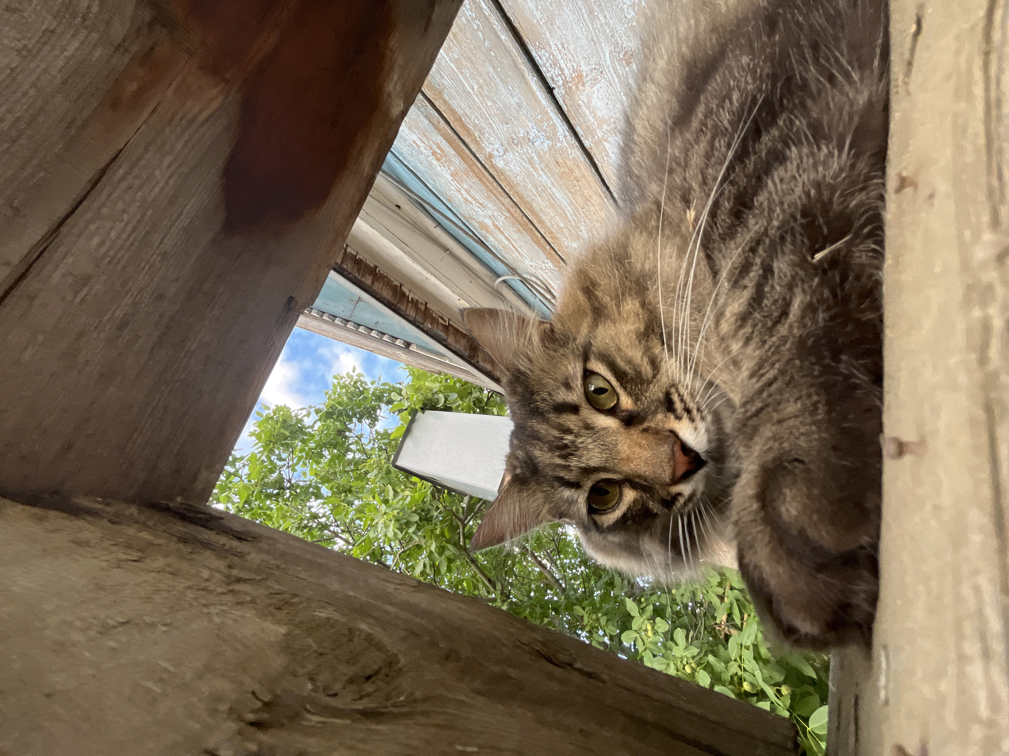 A brown tabby cat with green eyes is lying on a wooden surface, looking up at the camera. The cat is positioned in the foreground, with its paws resting on the surface. Behind the cat, there is a rustic wooden structure, possibly part of an outdoor shelter or building. Beyond the structure, lush green trees and a blue sky with white clouds are visible. The background also shows a weathered wooden wall painted in light blue. The overall scene appears to be an outdoor setting, likely in a rural or suburban area. There is no indication of the city of Krasnyye Barrikady, Russia, in the image itself.