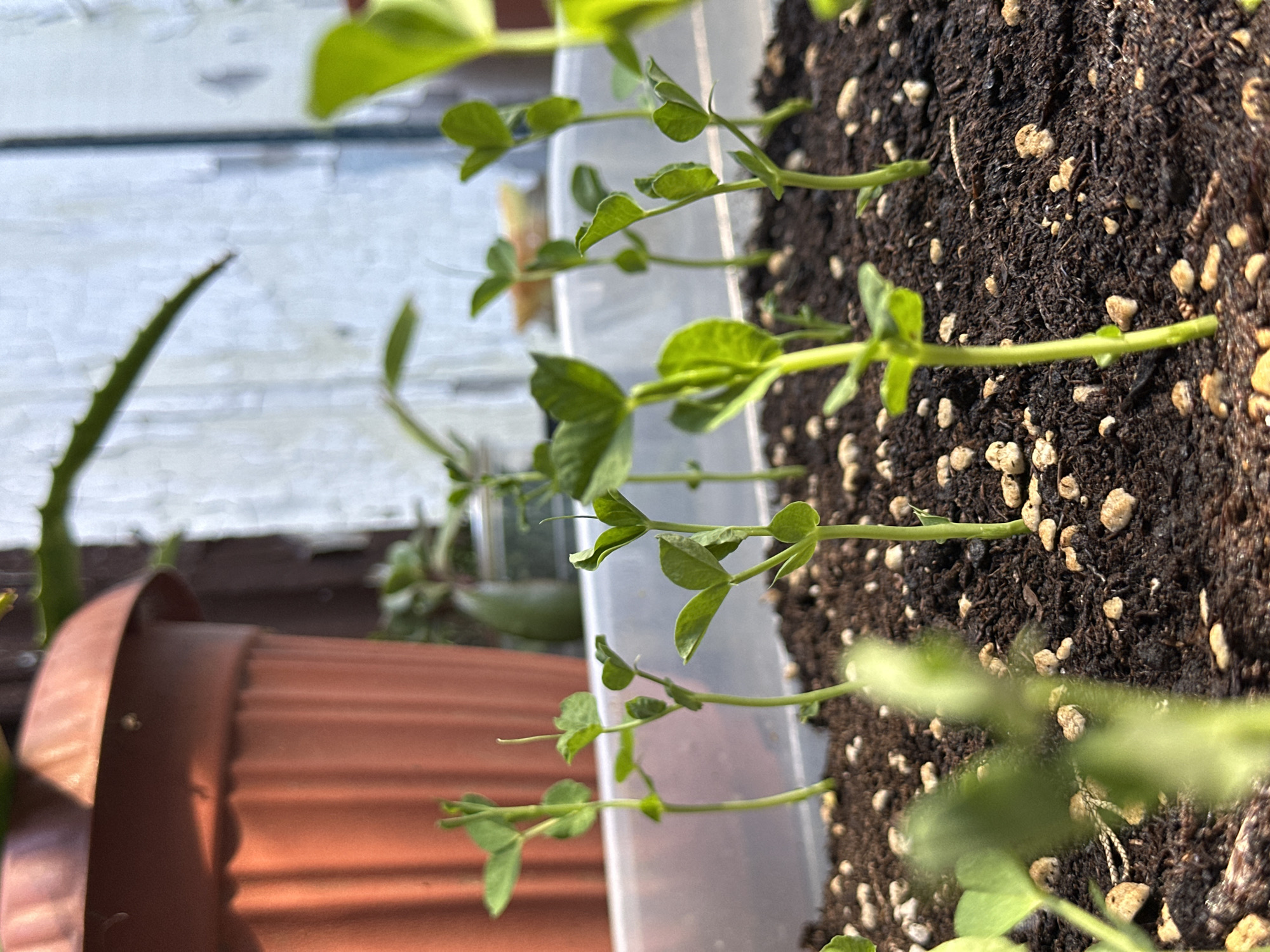This close-up image, taken in Sochi, Russia, presents a vibrant scene of young plants thriving in a garden or balcony setting. The primary focus is on a clear rectangular plastic container filled with dark, crumbly soil mixed with numerous light-colored perlite or vermiculite granules. From this soil emerge multiple delicate green sprouts, likely peas or beans, characterized by their slender stems and small, bright green leaves. These young plants grow in an orderly line, reaching upwards towards the light.
To the left, a portion of a reddish-brown terracotta pot is visible, containing a different plant with spiky, serrated green leaves or stalks, possibly a succulent or cactus. The background is softly blurred, showing light-colored horizontal wooden planks, suggesting a fence or building exterior, and indistinct green foliage from other plants.
The scene is bathed in bright, natural light, indicating it is daytime. Subtle shadows are cast by the plants and containers. There is no explicit activity occurring other than the ongoing growth of the plants. No people are visible, and there is no discernible text within the image. The overall impression is one of successful plant cultivation in a sunlit outdoor environment.