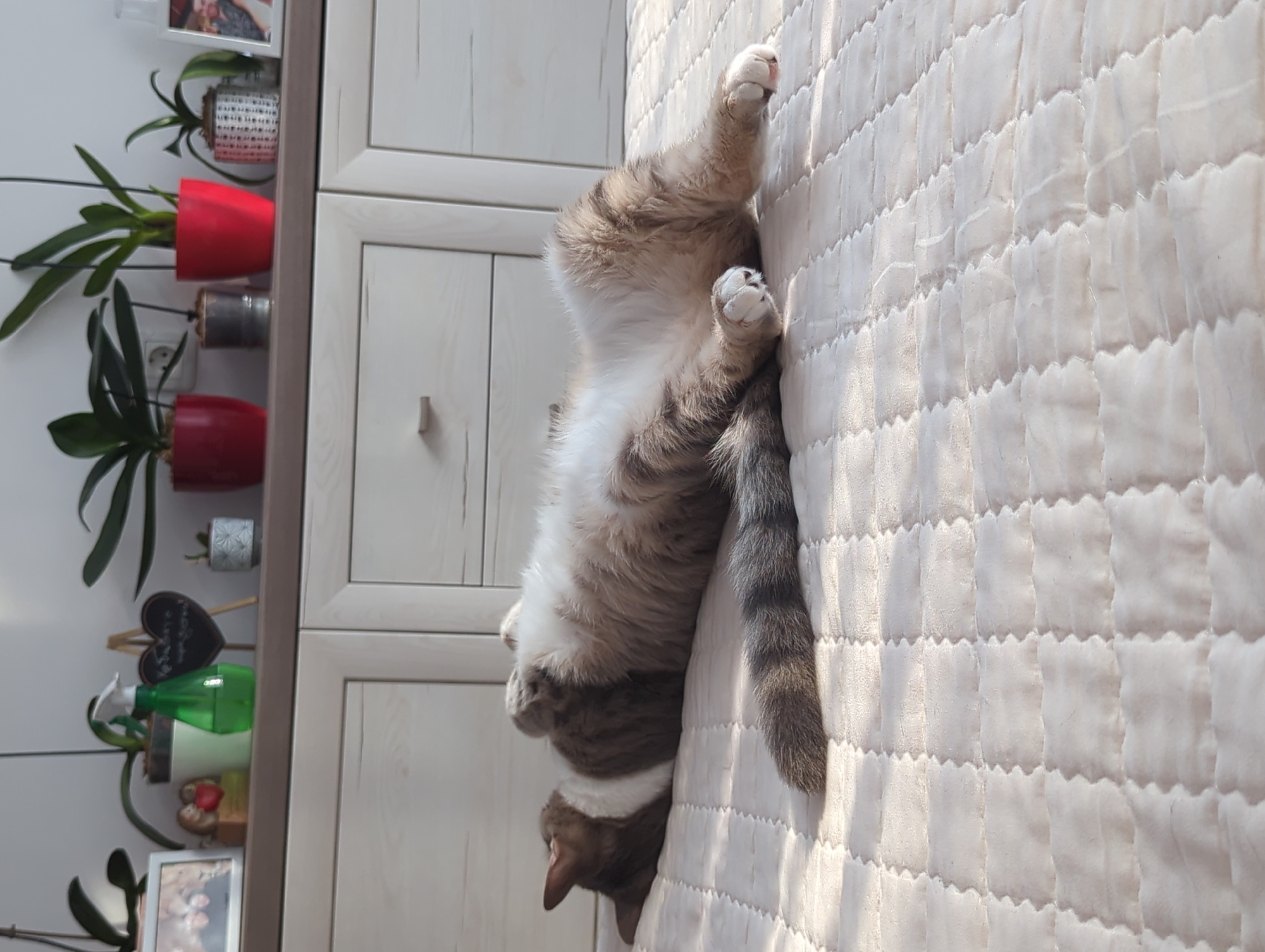 A cat is lying on its back on a quilted surface, with its legs curled up. The cat has grey and white fur. In the background, there is a shelf with plants and decorations, and a piece of furniture with drawers. Sunlight is casting shadows across the scene.