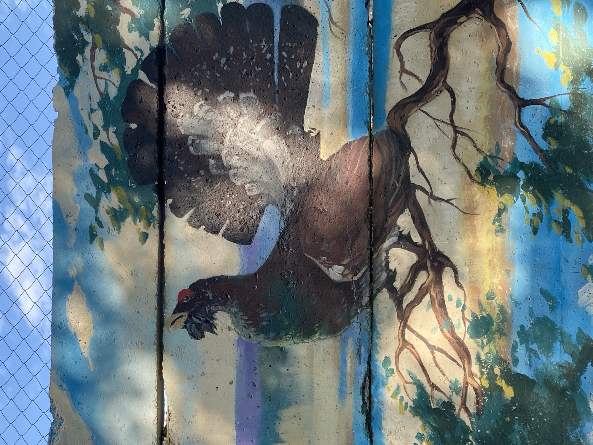 A concrete wall, likely part of a structure or public installation, is painted with a mural depicting a male capercaillie, a large Eurasian grouse, in flight. The painting also includes stylized trees and foliage. The left edge of the wall is visible, as is part of a chain-link fence and a blue sky. The mural is likely located in the city of Chaikovsky, Russia, given the prompt. The condition of the wall suggests some age or exposure to the elements.