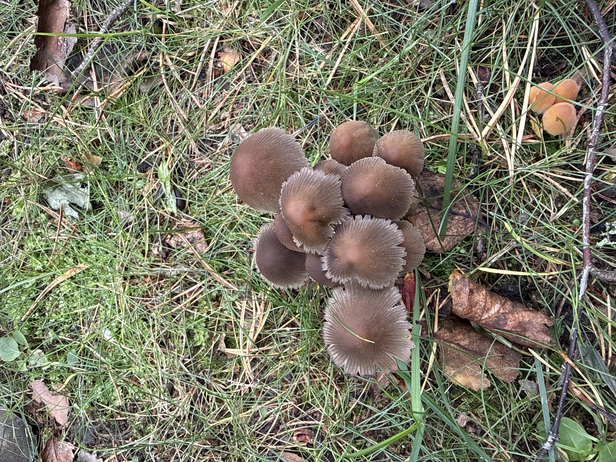 A cluster of brown mushrooms with ribbed caps grows in damp grass and leaf litter. Some mushrooms are fully open, revealing delicate gills, while others are in bud form. In the foreground, a few small, orange mushrooms are visible. The scene is set in a natural environment, likely a forest floor, with dry leaves, twigs, and green grass. The lighting suggests an overcast day.