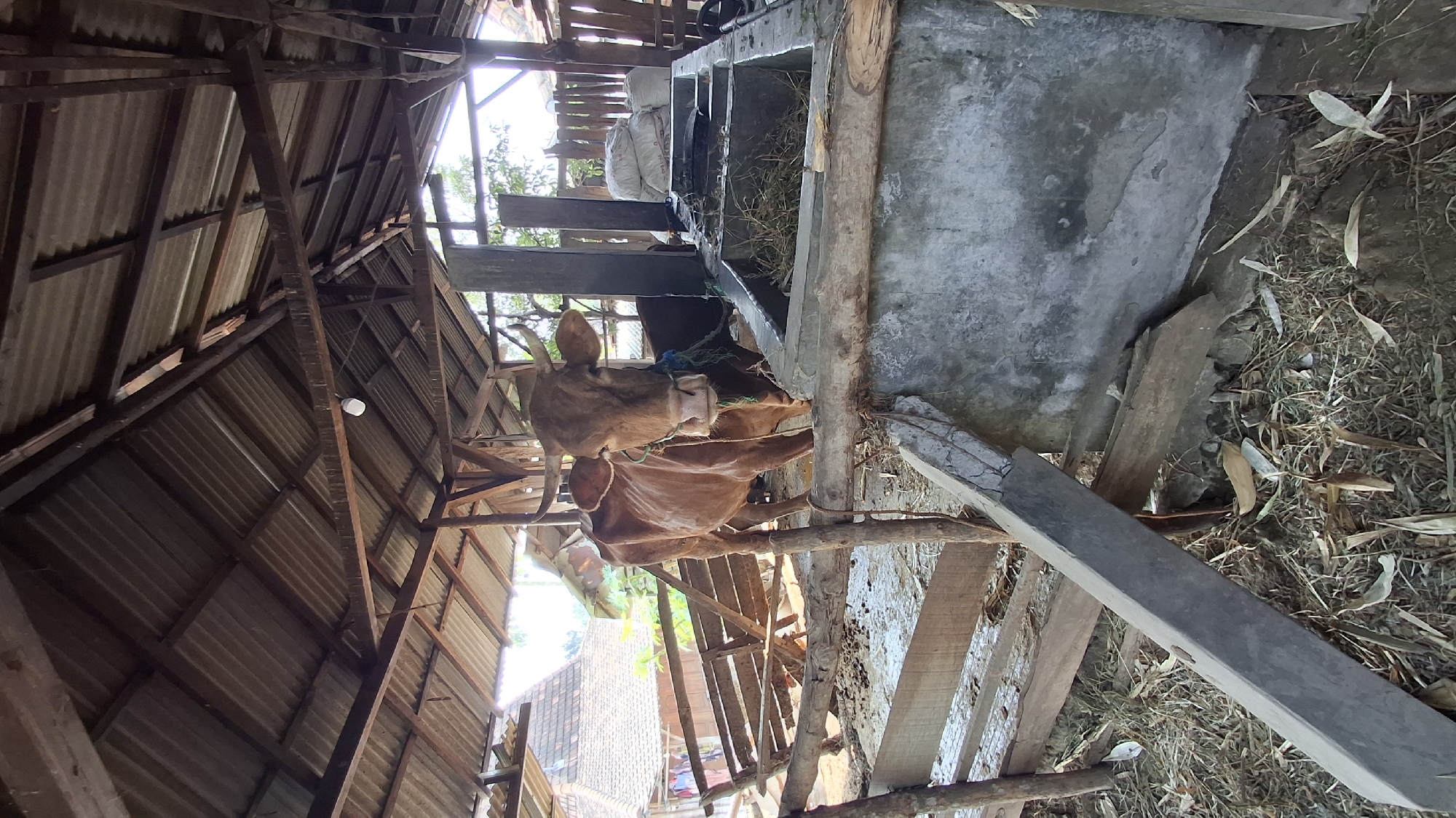 The image captures a brown cow standing in a rustic wooden pen under a corrugated metal roof supported by wooden beams. The pen appears to be part of a farm or rural structure. In the foreground, a concrete structure, possibly a feeding trough, is visible, filled with dry grass. Wooden planks and debris are scattered on the ground. In the background, a house with a tiled roof and laundry hanging on a line can be seen, suggesting a residential area nearby. The overall environment appears to be a farm or a similar agricultural setting within the town of Pucakwangi, Indonesia. The lighting suggests it is daytime, with sunlight filtering through the open sides of the structure.