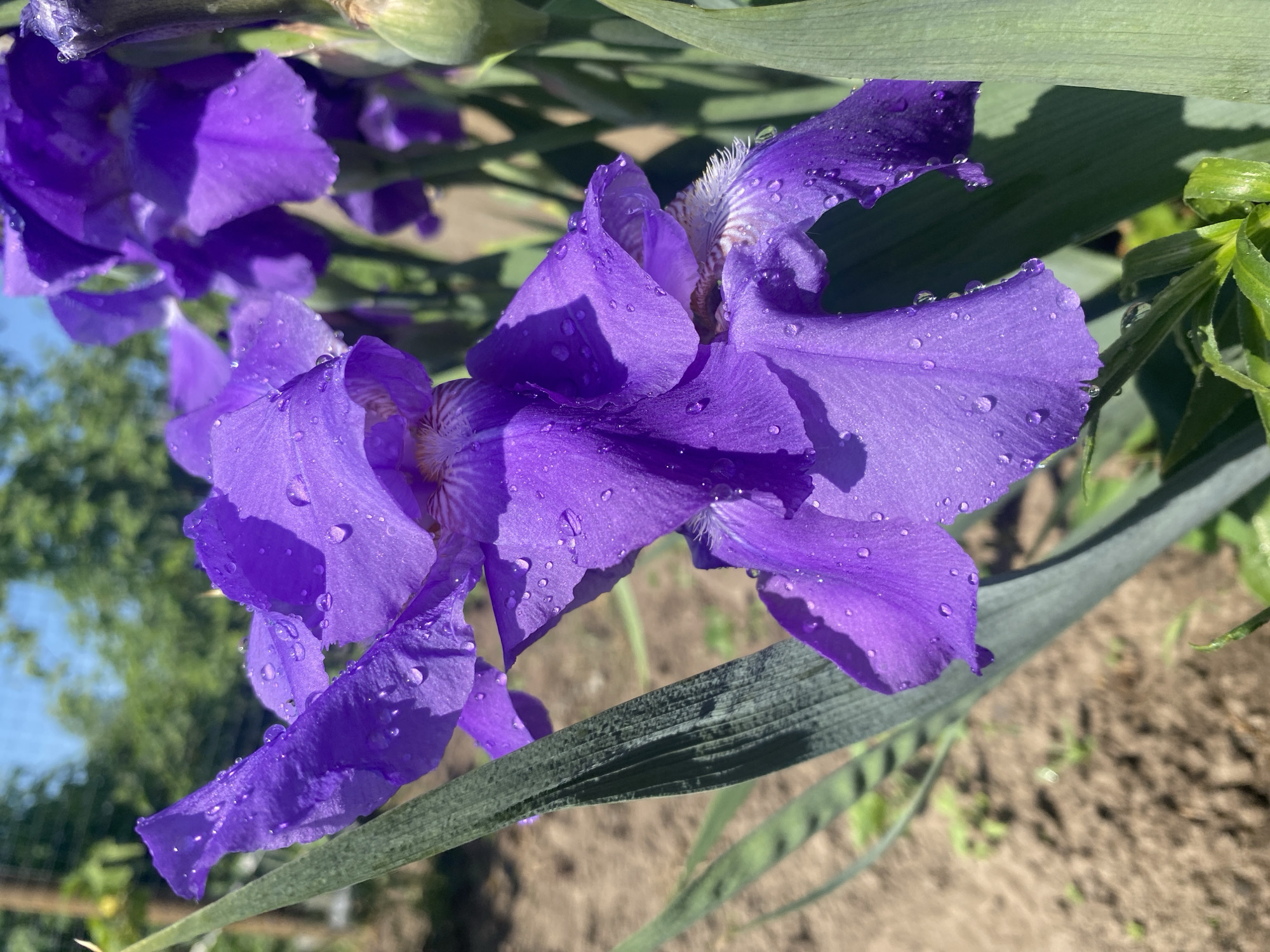 A close-up shot shows several purple irises, some adorned with water droplets, in a garden setting. The background is blurred, revealing hints of foliage and a patch of bare earth. The overall impression is of a natural scene with the flowers as the primary focal point. There is no indication of Chaikovsky, Russia.
