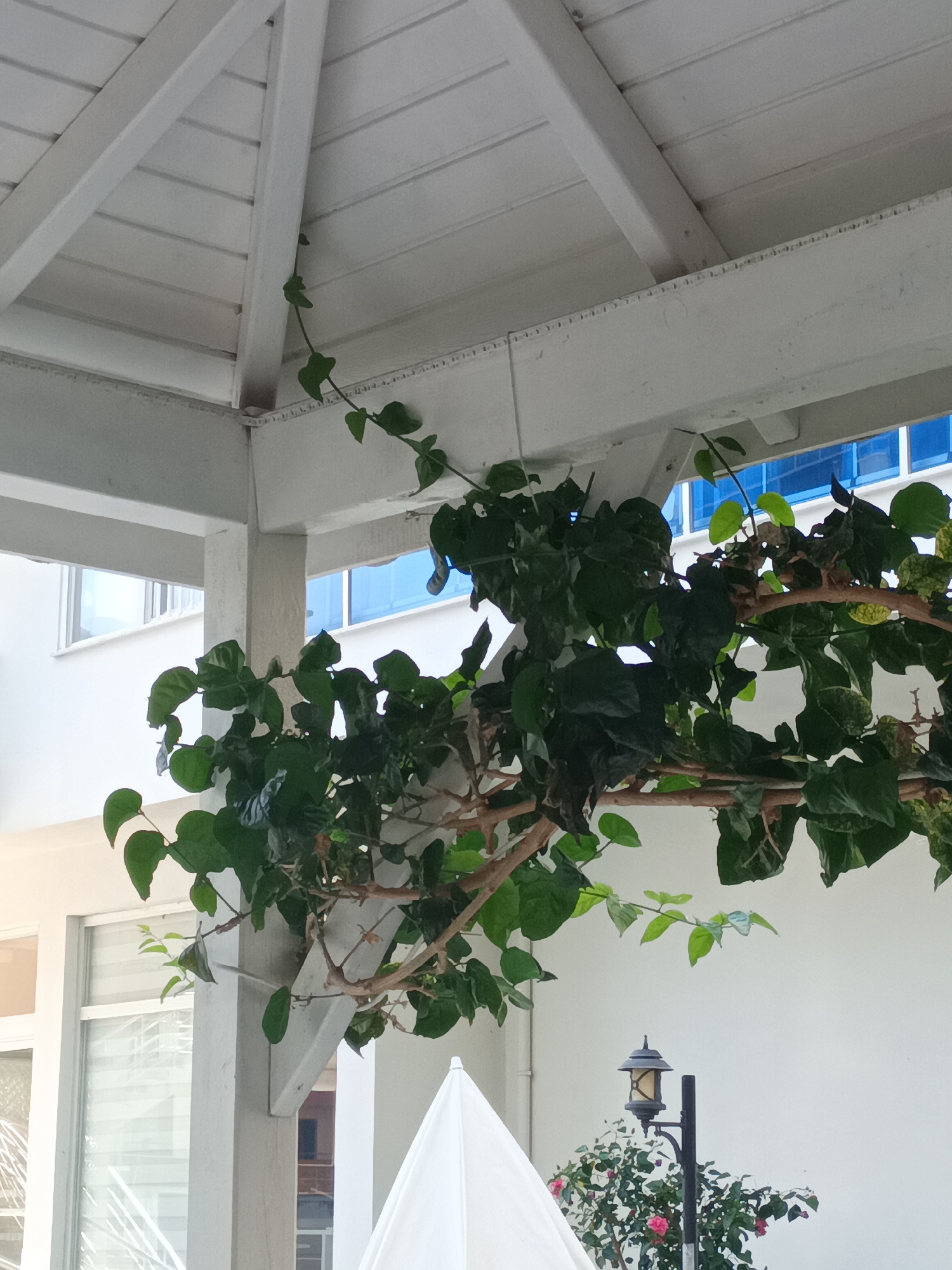The image captures a close-up view of lush green foliage, possibly ivy, climbing on the white wooden beams of a gazebo or pergola. The plant's tendrils extend across the frame, with some leaves appearing dark green and others a lighter shade. In the background, a white building with windows can be seen, some of which have bright blue coverings or reflections. Further in the distance, there's a hint of more urban structures.
Below the gazebo's structure, a black lamppost with a decorative lantern stands near a bush with pink flowers. A portion of a white umbrella is visible in the foreground, suggesting an outdoor seating area. The lighting suggests it is daytime, likely a bright day given the reflections and overall illumination. The presence of foliage and outdoor furniture indicates a pleasant, possibly warm climate, fitting for a location like Alanya, Turkey, which is known for its coastal setting. No text is visible in the image.