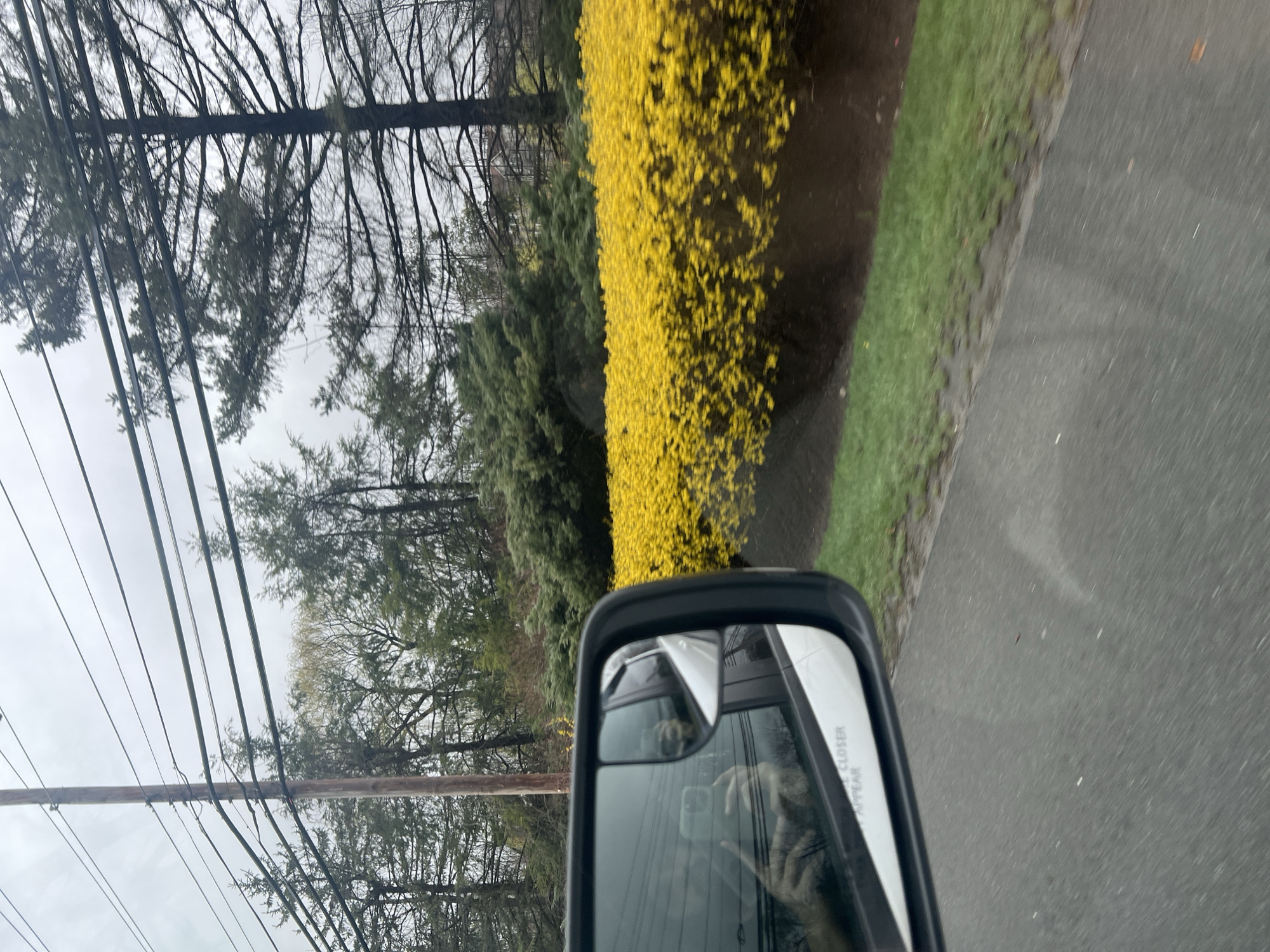 The photograph, likely taken from a moving vehicle, depicts a roadside scene in the Town of New Windsor, United States of America. The asphalt road runs along the right edge of the frame, bordering a grassy area. A vibrant, long hedge of yellow flowering shrubs dominates the background. Behind the hedge are bare trees and evergreen trees under an overcast sky. Power lines are visible in the upper left corner of the frame. The rearview mirror of the vehicle occupies the lower center of the image, reflecting the photographer holding a phone.