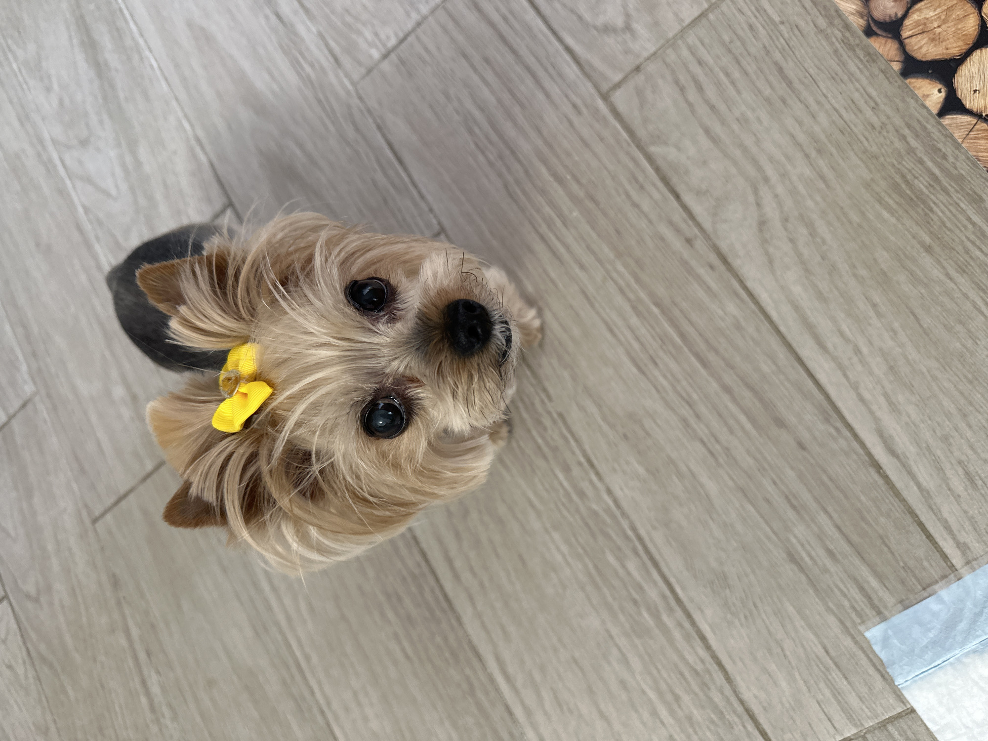 A small Yorkshire Terrier dog with a yellow bow in its hair is looking up at the camera. The dog is standing on a light-colored wood floor. The location is unknown and there is no information about Sofia, Bulgaria.
