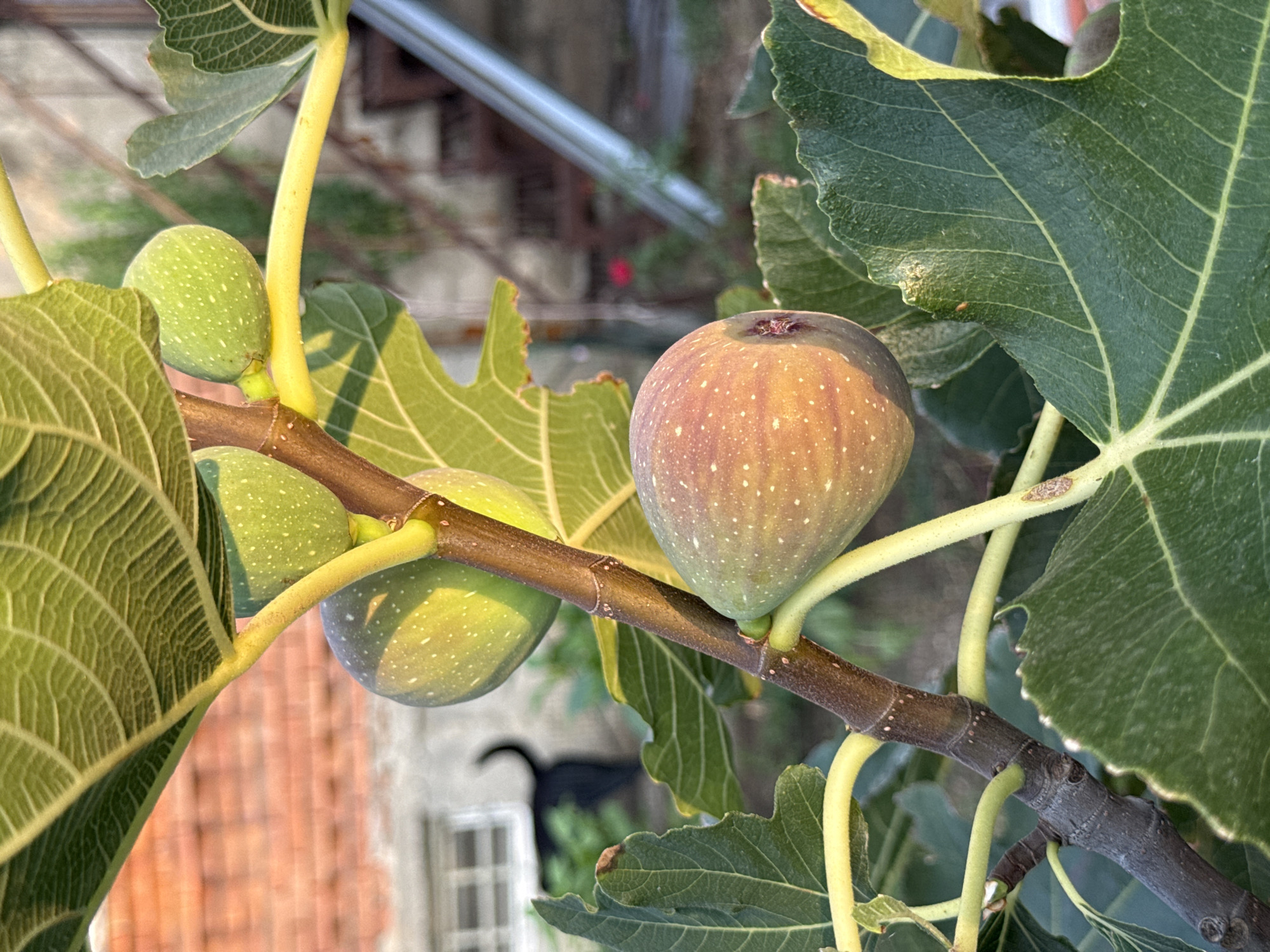 In Krtsanisi, Georgia, a close-up photograph captures a branch of a fig tree laden with ripening fruit. The focal point is a single, large fig, transitioning from green to a warm, speckled brown-orange hue, nestled amongst broad, textured green leaves. Above it, two smaller, unripe green figs are visible. The tree's dark, textured bark and bright yellow-green stems contrast with the deep green foliage. In the blurred background, a red brick building with a white-paned window is discernible, and a black dog with a curved tail is seen walking away from the structure. The overall scene is bathed in natural, warm sunlight, suggesting an outdoor setting, likely a garden or yard.