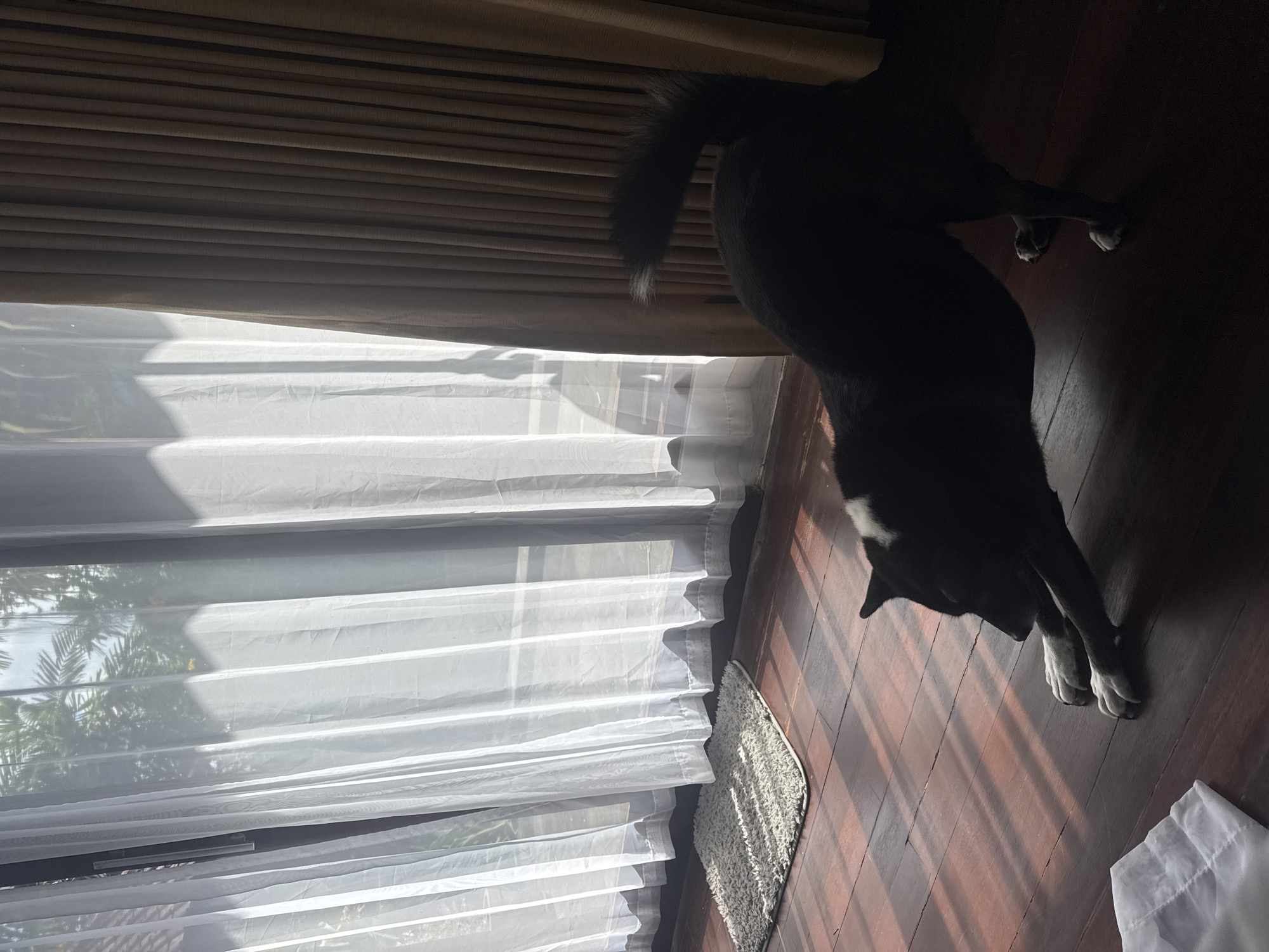 A black and white dog is stretching on a wooden floor indoors. Sunlight streams through sheer white curtains and a heavier brown curtain, casting shadows on the floor. A small, shaggy gray rug is visible near the curtains. The scene appears to be in a room with large windows overlooking an outdoor area with palm trees. The image is shot from a low angle, focusing on the dog.
