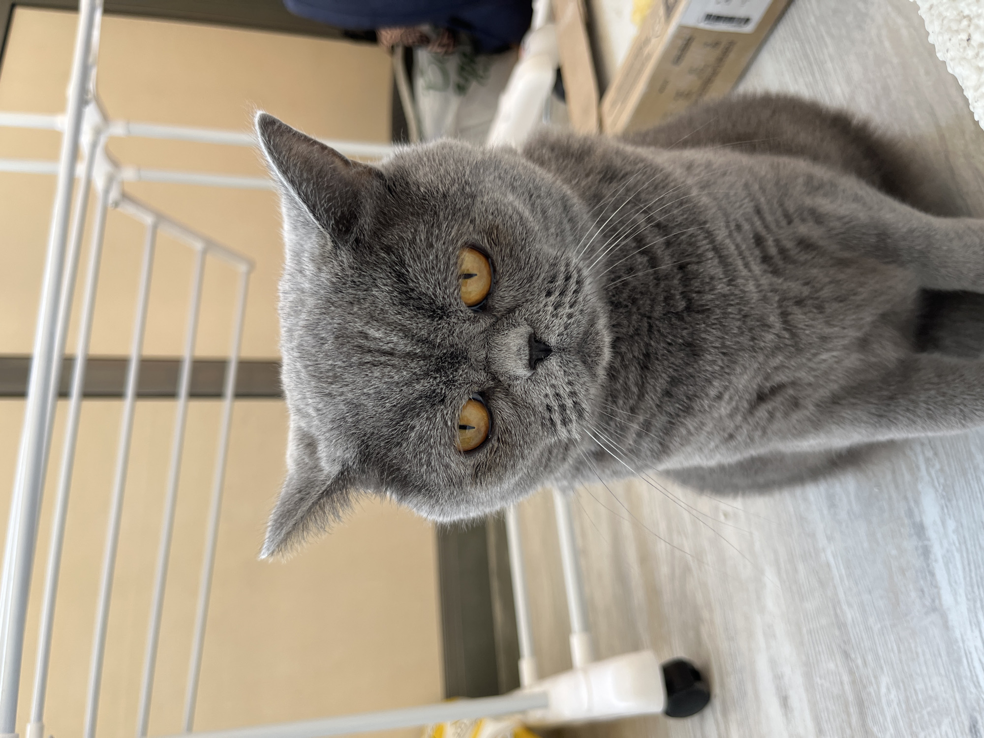 A grey British Shorthair cat is lying on a light-colored wooden floor. The cat has large, round, orange eyes and is looking directly at the camera. Its fur is short and dense. In the background, there is a white metal drying rack and a cardboard box. The lighting suggests it is daytime. The overall scene is indoors, likely in a home in Saint Petersburg, Russia. No text is visible in the image.
