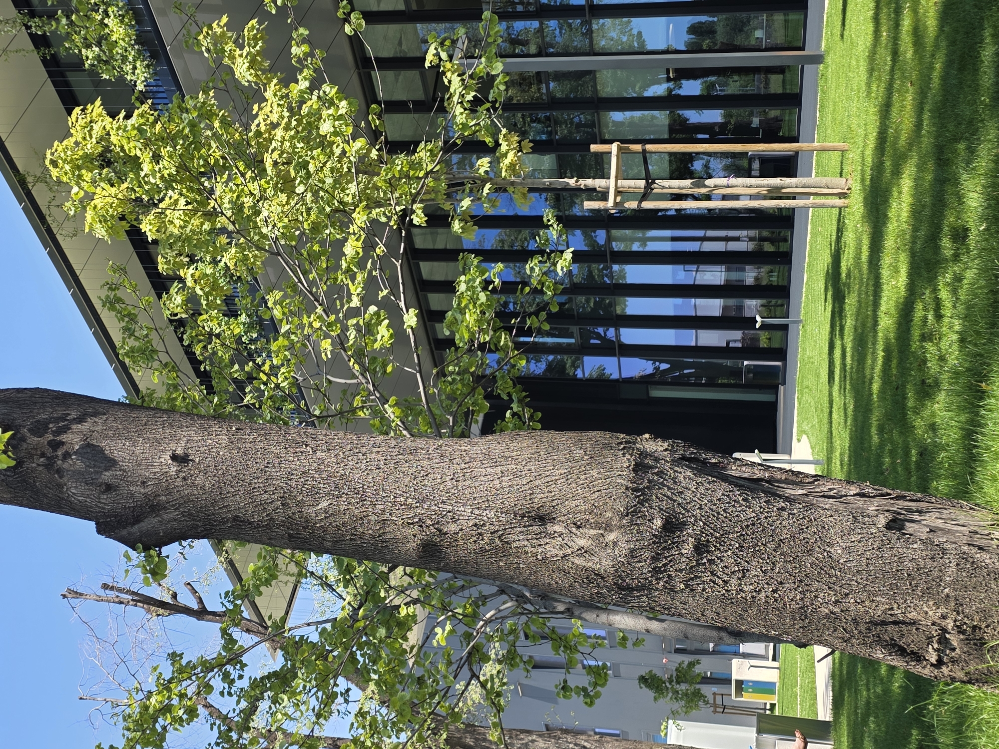 The image shows a tree trunk in the foreground with green leaves. Behind the tree, there is a modern building with a glass facade reflecting the sky and trees. A grassy lawn stretches in front of the building. The presence of tree supports suggests it is a newly planted tree. The location is Plovdiv, Bulgaria, based on other image context. No people are visible.