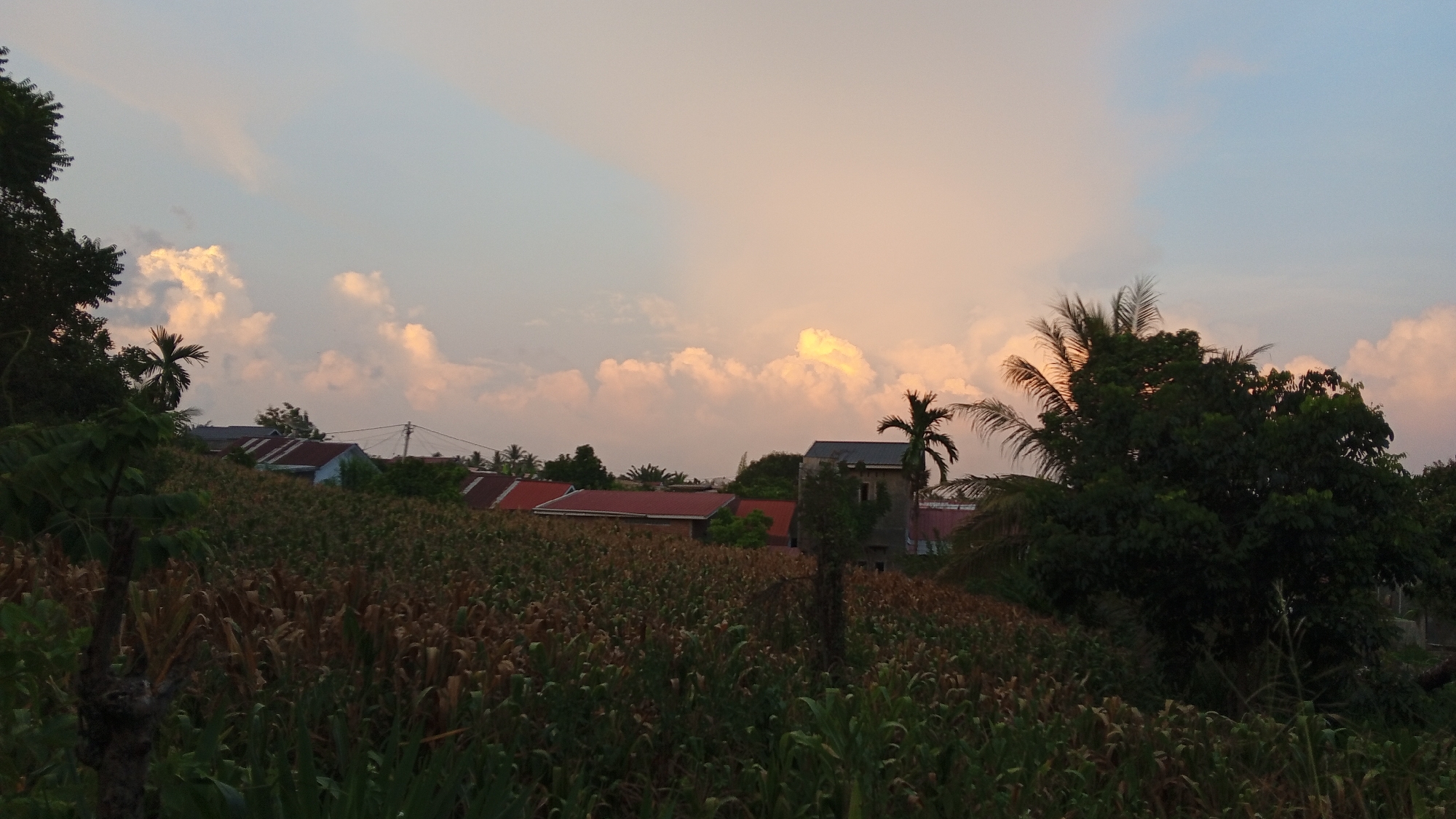 This is a daytime, eye-level, medium shot of a rural landscape in Cotjrat, Indonesia, during what appears to be either sunrise or sunset, given the soft, warm lighting on the clouds. In the foreground, a field of corn stretches across the frame, with some stalks appearing dried and others green and healthy. The field is on a gentle incline, leading towards a cluster of houses in the midground.
Several houses are visible, characterized by their red-tiled roofs and what appear to be concrete walls. One house, in particular, is a light blue color. Power lines are strung between poles in the midground, suggesting the presence of electricity in the area.
Behind the houses, a dense line of trees, including palm trees, forms a backdrop. The sky is filled with soft, diffused clouds that are tinged with pink and orange hues, indicative of the time of day. The overall atmosphere is serene and tranquil. There are no people visible in the image, and no specific actions or interactions are depicted. The scene is static and observational.