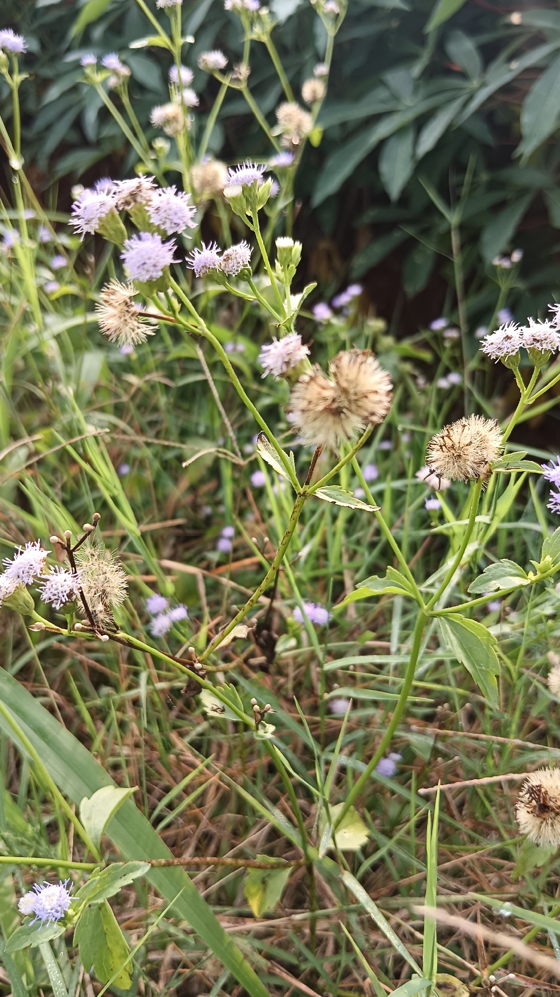 In Kemang, Indonesia, a close-up view captures a cluster of delicate purple and white wildflowers amidst lush green grass. The flowers, some in full bloom and others in their dried, seed-bearing stage, are the primary subjects. Their wispy petals and fluffy seed heads are intricately detailed. The background is a soft blur of more foliage and vegetation, suggesting a natural, uncultivated outdoor setting. The lighting is natural, with a slight overcast, creating a diffused and gentle illumination across the scene. The image is a still life, focusing on the intricate beauty of these small blossoms and their surrounding habitat.
