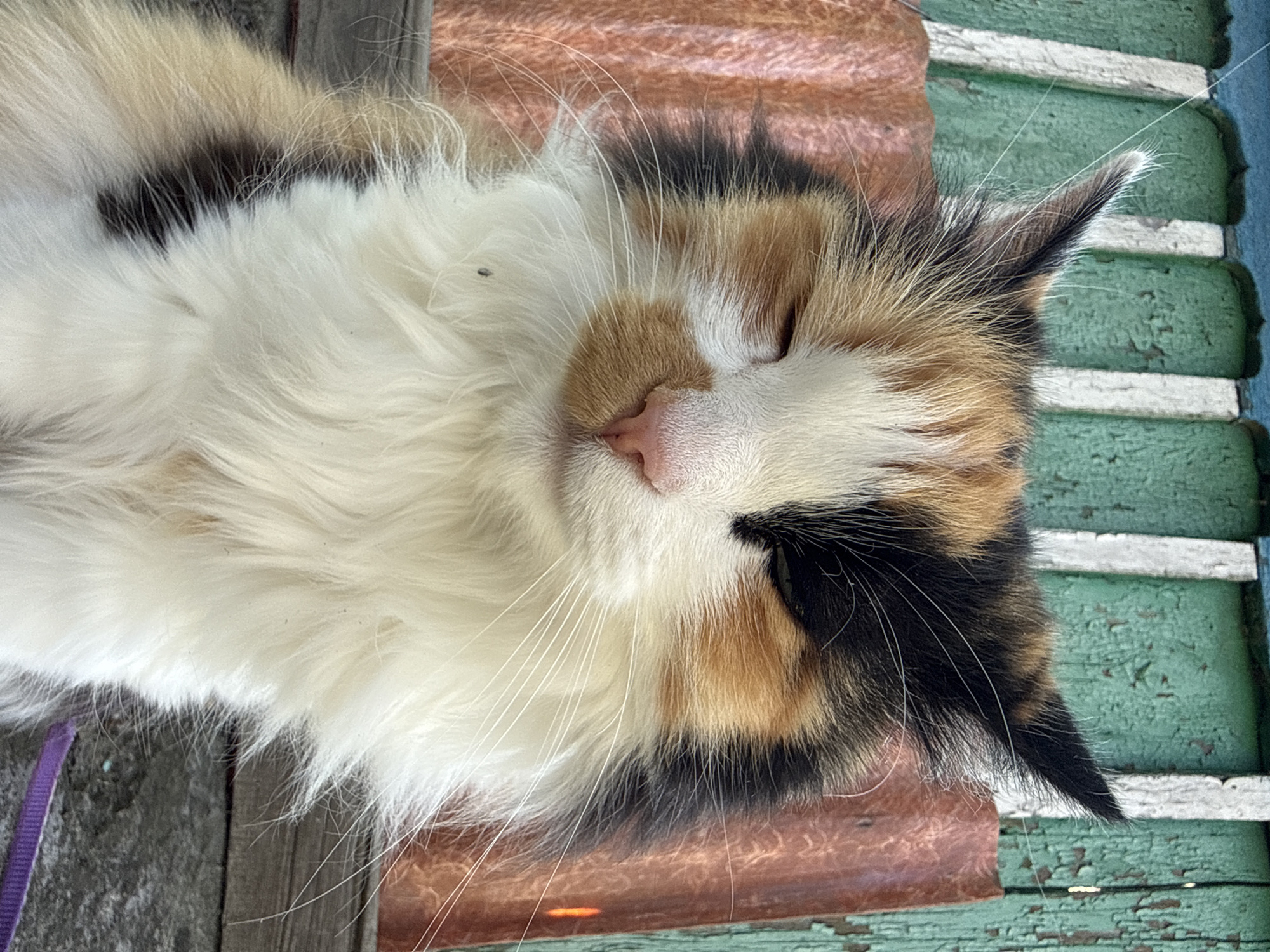 A close-up, medium shot captures a calico cat sitting outdoors, its eyes mostly closed. The cat's fur is a mix of white, black, orange, and tan. Its pink nose is prominent, and long white whiskers extend from its face. The background consists of a weathered, peeling green wooden wall with white vertical planks, and a section of corrugated metal that appears to be rusted. The lighting suggests it is daytime. The cat is wearing a thin purple leash around its neck. The scene is located in Unknown, Unknown.