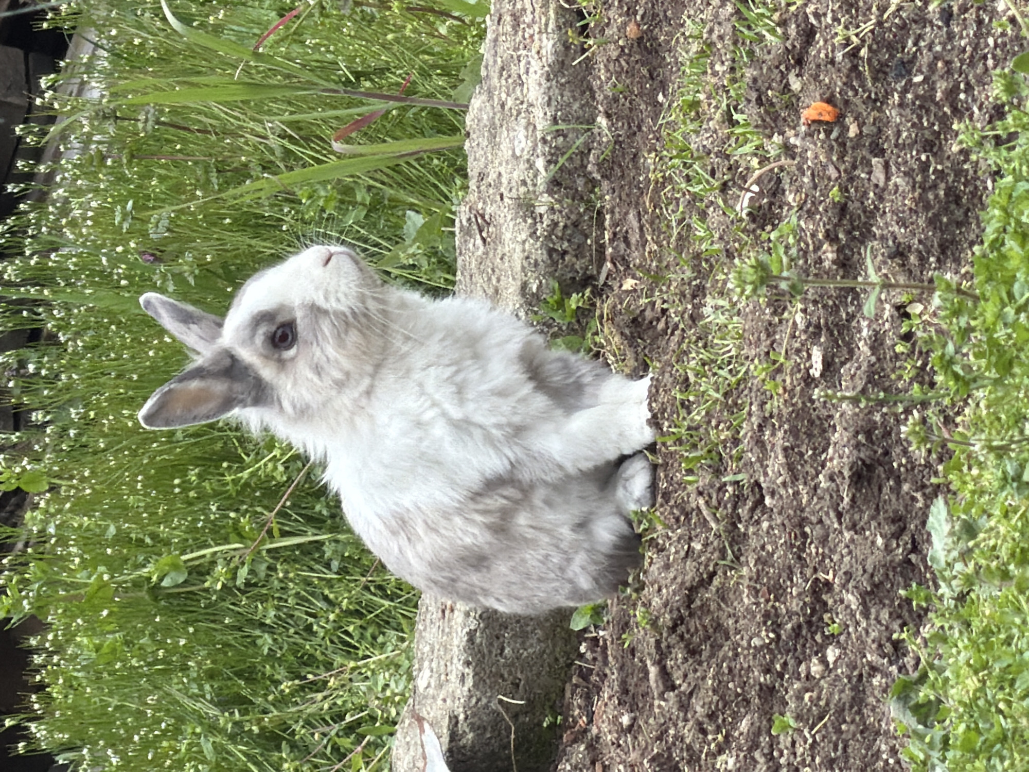 A fluffy, gray and white rabbit with erect ears sits on a concrete ledge next to a patch of soil. The rabbit is positioned with its face turned slightly upward and towards the left side of the frame. To the left of the ledge and rabbit is a dense growth of green plants, some with small white flowers. To the right of the ledge is a darker patch of soil sparsely covered with small green plants and an orange object. The background consists primarily of the vegetation. It is not possible to verify the location or the presence of people.