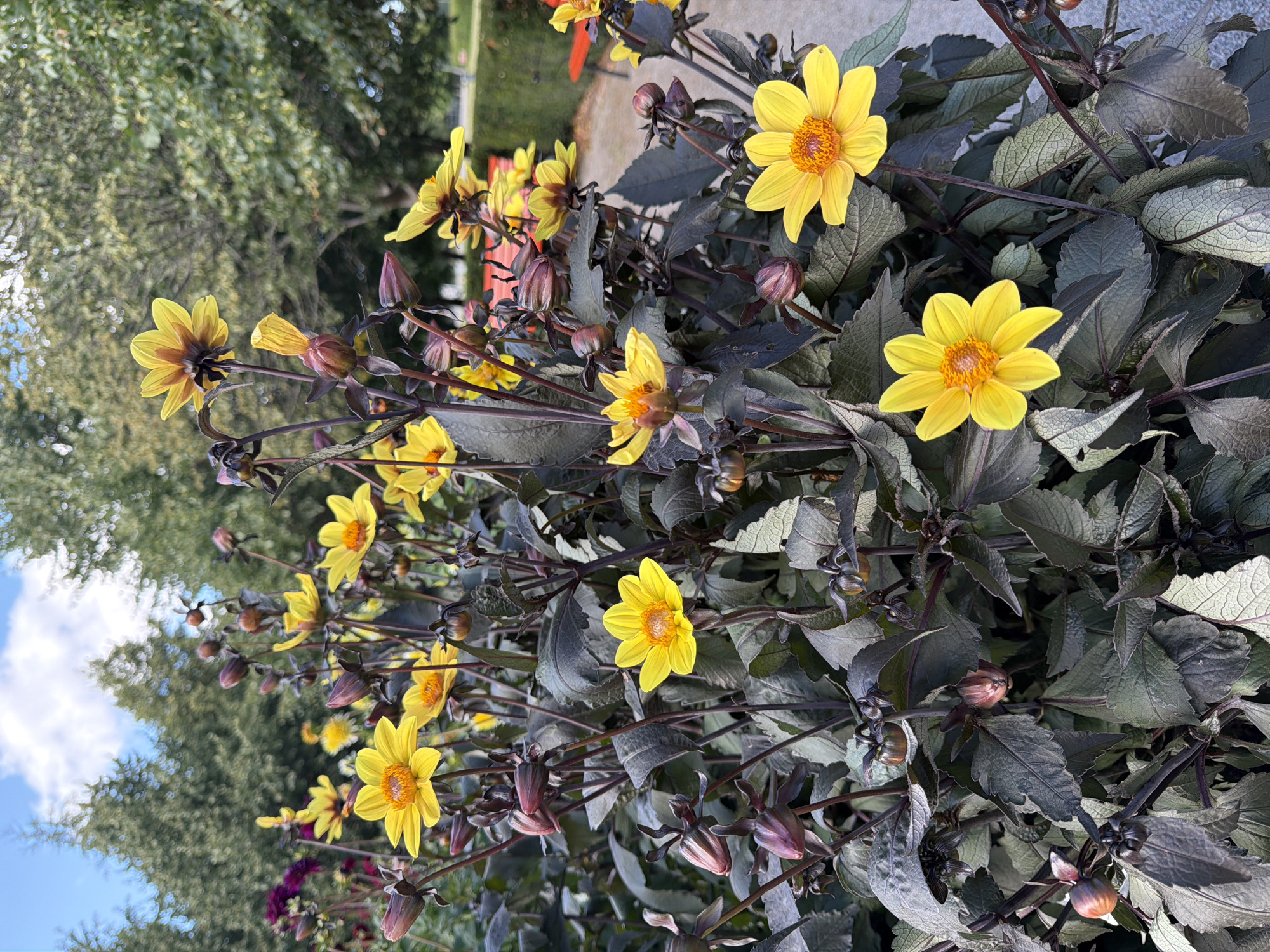 A close-up, outdoor, vertical, eye-level shot shows a dense cluster of bright yellow dahlia flowers with dark foliage in bloom. The flowers are of various stages of bloom, some fully open with visible orange centers, while others are still buds. The dark green leaves of the plant have a slightly reddish-purple hue. In the background, blurred trees with green foliage are visible against a blue sky with scattered white clouds. Red benches and a manicured green hedge are also discernible in the distance, suggesting a park or garden setting. The image was captured in Växjö, Sweden. There are no people or animals present in the image.