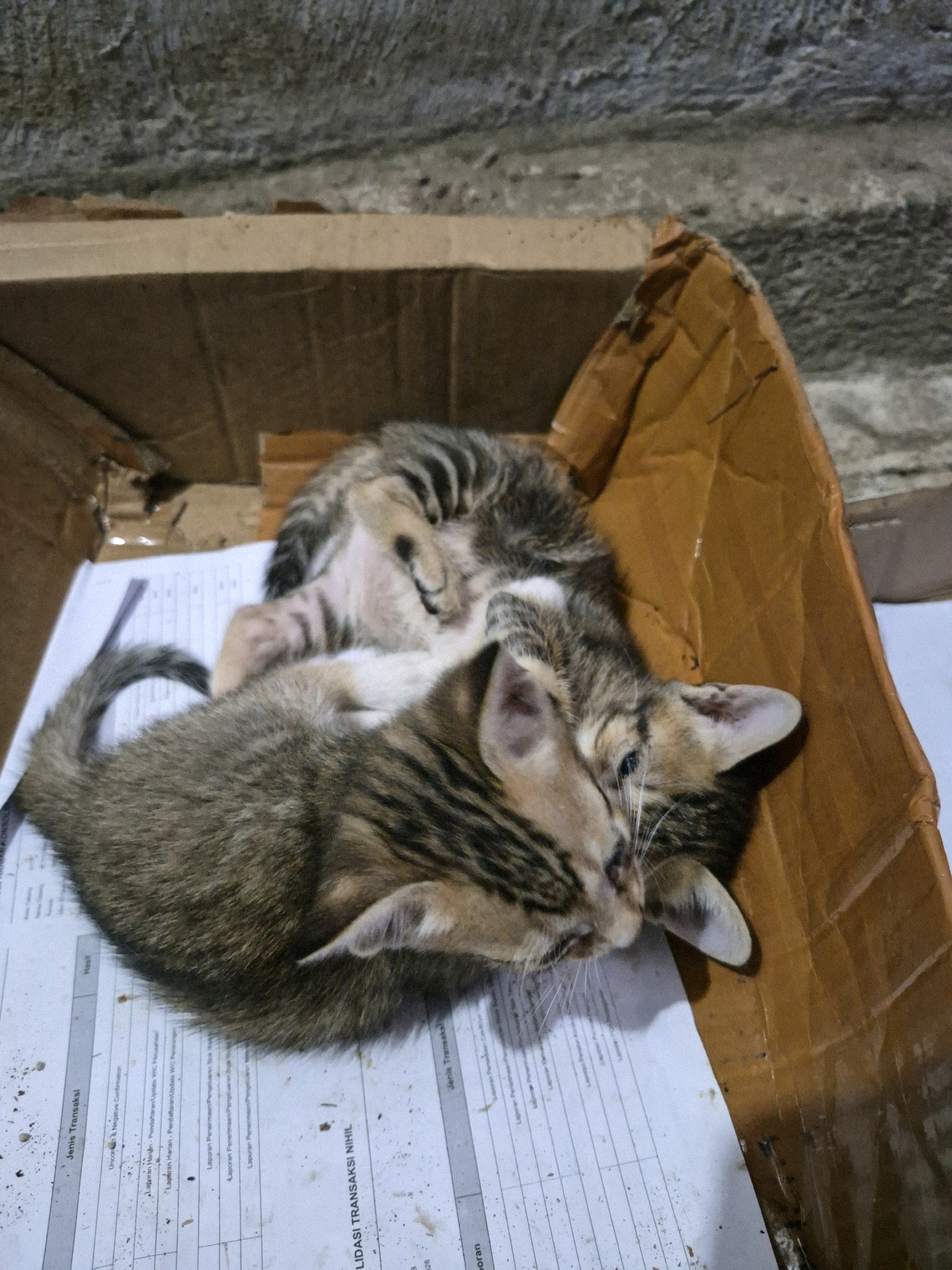 Two tabby kittens are resting inside a brown cardboard box. The box is placed on a surface with some paper documents scattered within it. One kitten is lying on its back, exposing its belly, while the other is curled up on top of it. The environment appears to be indoors, possibly in a storage area or a rustic dwelling, consistent with a location in Dukuhrejo, Indonesia. The lighting suggests it might be evening or a dimly lit space, with shadows cast from the objects in the frame.