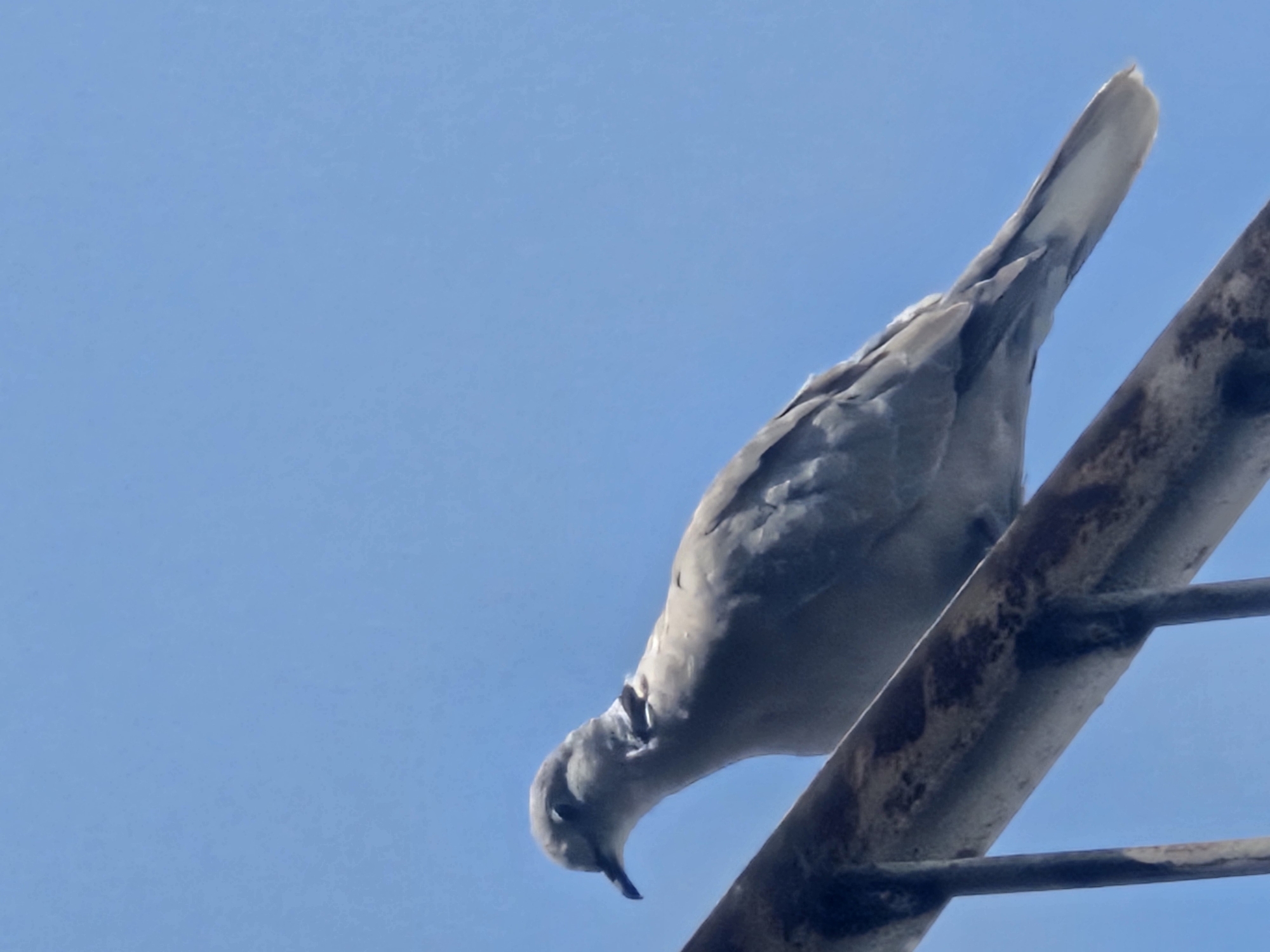 A grey collared dove is perched on a weathered metal railing against a clear blue sky in Chorbag, Tajikistan. The dove is facing left, with its head slightly lowered. The railing appears to be part of a fence or structure, with visible rust and discoloration. The background is a uniform expanse of sky.