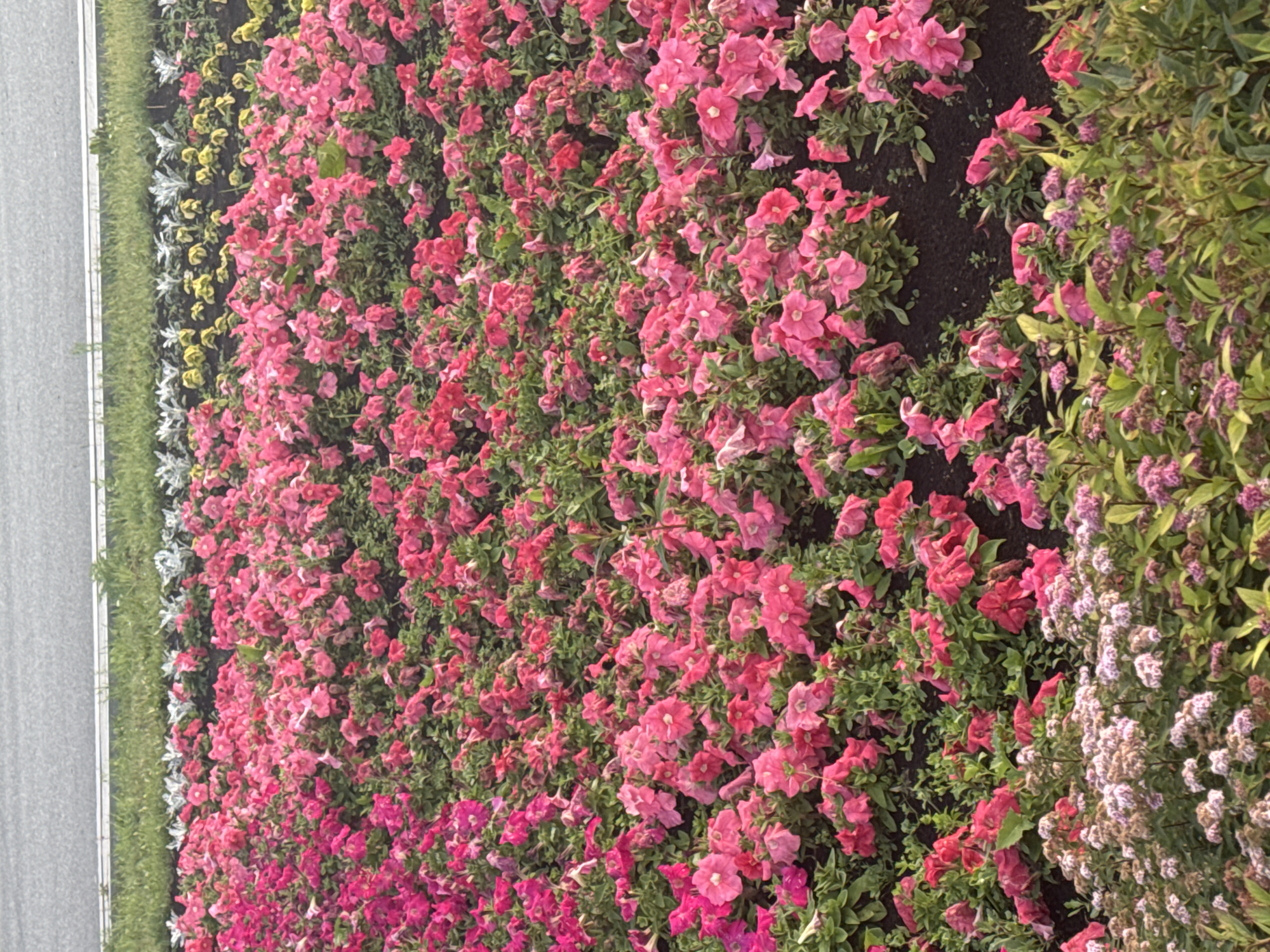 A vertical, high-angle medium shot shows a large planting of pink petunias and other flowering plants. The flowers are densely packed and spill over the edge of the planting bed. To the left of the flowers is a strip of green grass and then a grey, textured surface, possibly pavement or a road. The petunias are various shades of pink, from pale to deep fuchsia, and some have white centers. They have a trumpet-like shape. Interspersed among the petunias are smaller clusters of purple and white flowers, and abundant green foliage. The overall impression is one of lush, abundant floral growth. The scene is well-lit, suggesting it is daytime. There is no visible text. The location context provided is Perm, Russia.