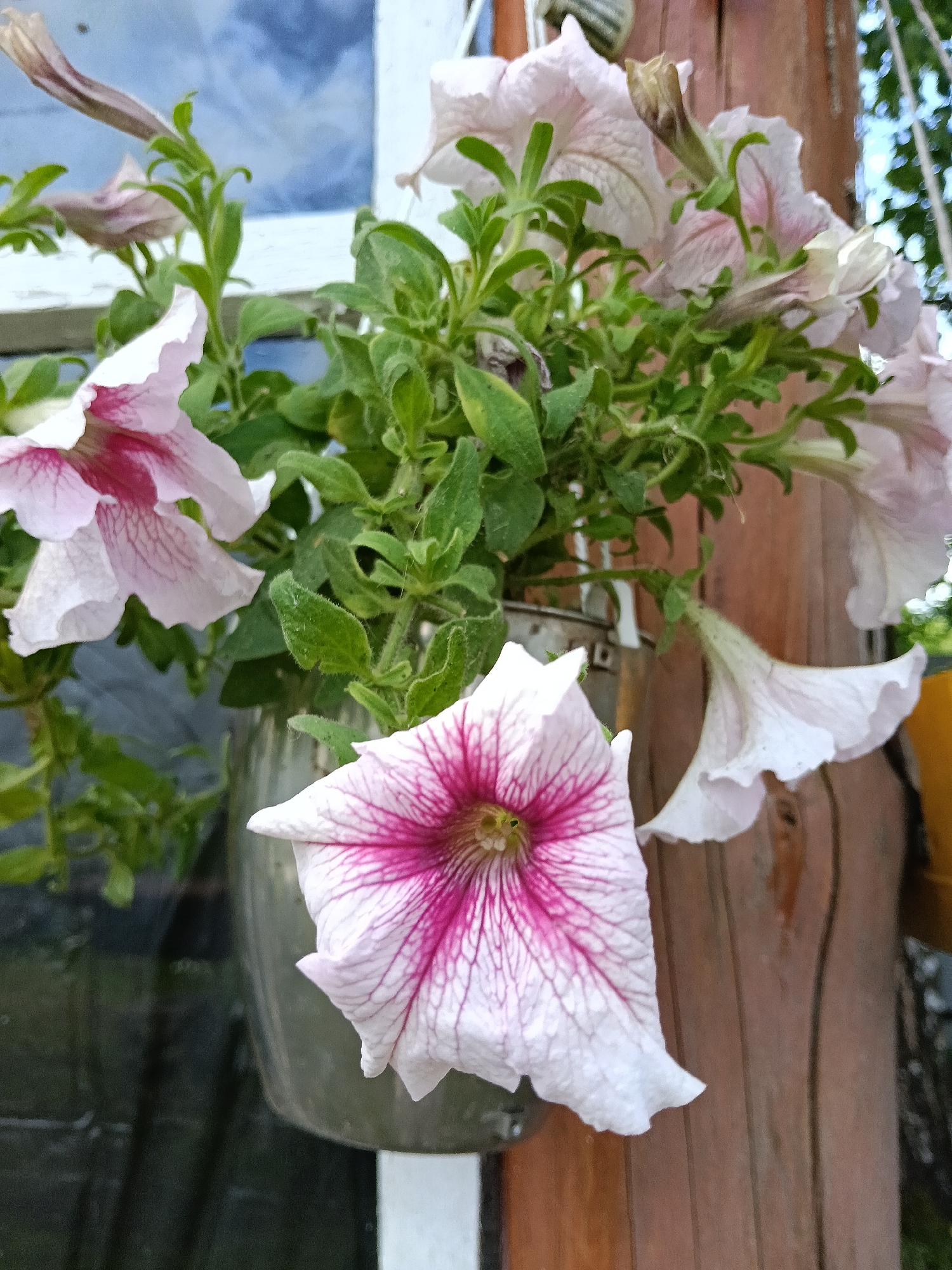 The media file displays a close-up, vertical shot of light pink petunia flowers with prominent magenta veins, growing in what appears to be a metal hanging pot or bucket. The lush green foliage of the plants is visible throughout the image.
In the foreground and slightly off-center to the bottom left, a large petunia flower with a distinct dark pink center and radiating veins is clearly in focus. Other petunia blossoms, some fully open and others appearing as buds or partially unfurled, are scattered around, creating a full and vibrant display.
The background on the left features a blurred reflection of what might be a window pane or a dark, glossy surface, partially framed by a white window frame or similar structure. To the right, a textured wooden post or beam runs vertically, suggesting an outdoor setting like a porch, balcony, or garden area. Another smaller yellow object is faintly visible in the far right background.
The lighting indicates daytime, likely a soft, natural light without harsh shadows, perhaps from an overcast sky or during the early morning/late afternoon. There is no discernible activity taking place, as the image captures a still life of the blooming flowers. No text is visible in the image. The location context provided is Красный Маяк, Russia.