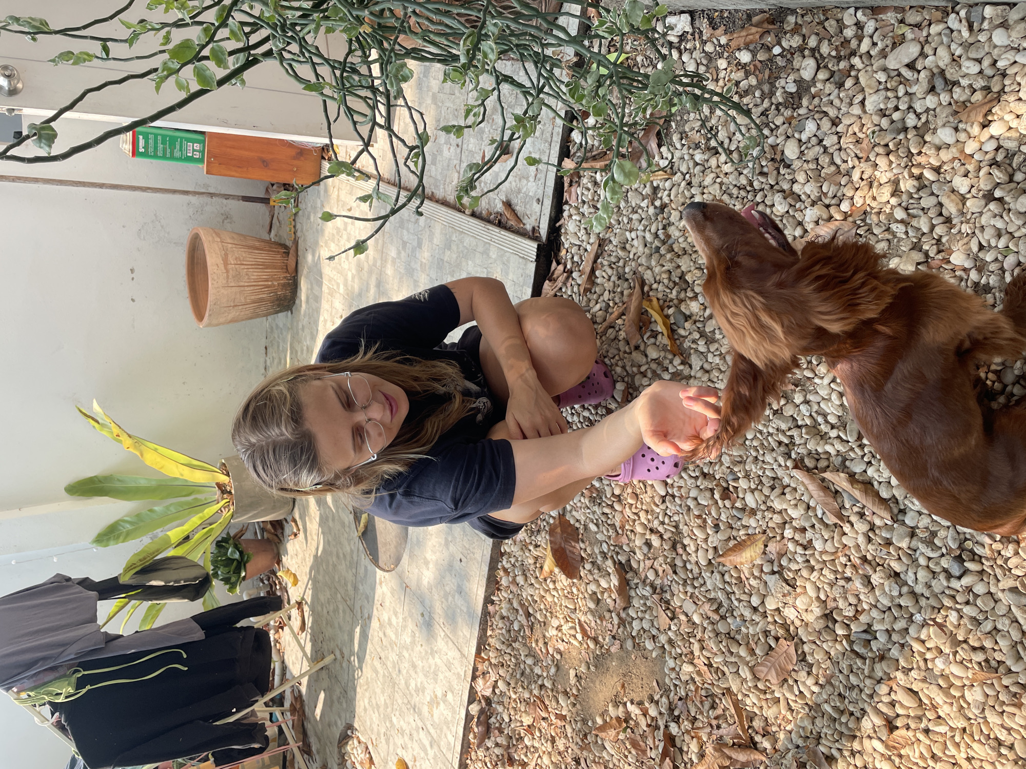 In Chang Phueak, Thailand, a person wearing glasses, a dark t-shirt, and purple Crocs crouches on a pebble-covered ground next to a concrete slab. The person extends a hand toward a brown dog with its mouth open. Above, a plant with thin, segmented stems and small leaves overhangs the scene. To the left, there's a clay pot, a metal stool, a plant in a fabric pot, and a drying rack with clothes. In the background, a door and a wall are visible, with a green and white box attached to the wall. Dried leaves are scattered on the ground among the pebbles.