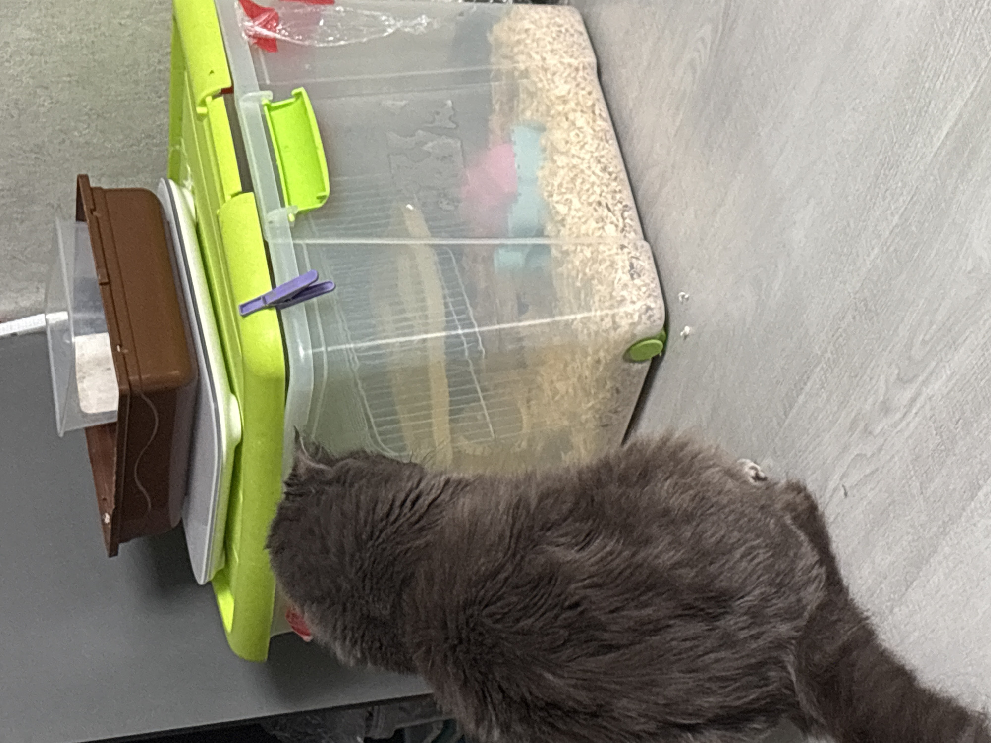 A grey cat is positioned on a light-colored wooden floor, facing a clear plastic hamster cage filled with wood shavings and small toys. The cage has a bright green lid with purple and green latches. Above the cage, there is a stack of plastic containers, with the topmost one being a brown, shallow dish. The environment appears to be indoors, possibly in a residential setting. There are no discernible landmarks indicating the city of Vladivostok, Russia.