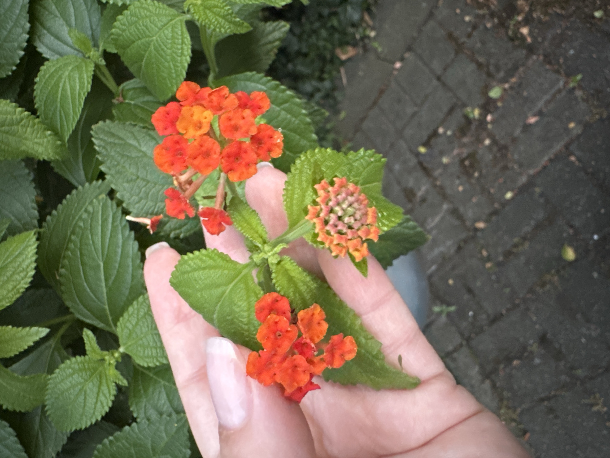 A close-up, eye-level shot shows a person's hand gently holding a cluster of small, vibrant orange and red flowers, with green leaves also visible. The hand, with manicured nails painted a pale pink, is positioned towards the lower left of the frame. The flowers are part of a larger plant, with more green foliage filling the background. The ground beneath the plant is paved with dark grey interlocking bricks, arranged in a herringbone pattern, with some scattered debris. The lighting suggests an overcast day. The location in Krefeld, Germany, is unknown.