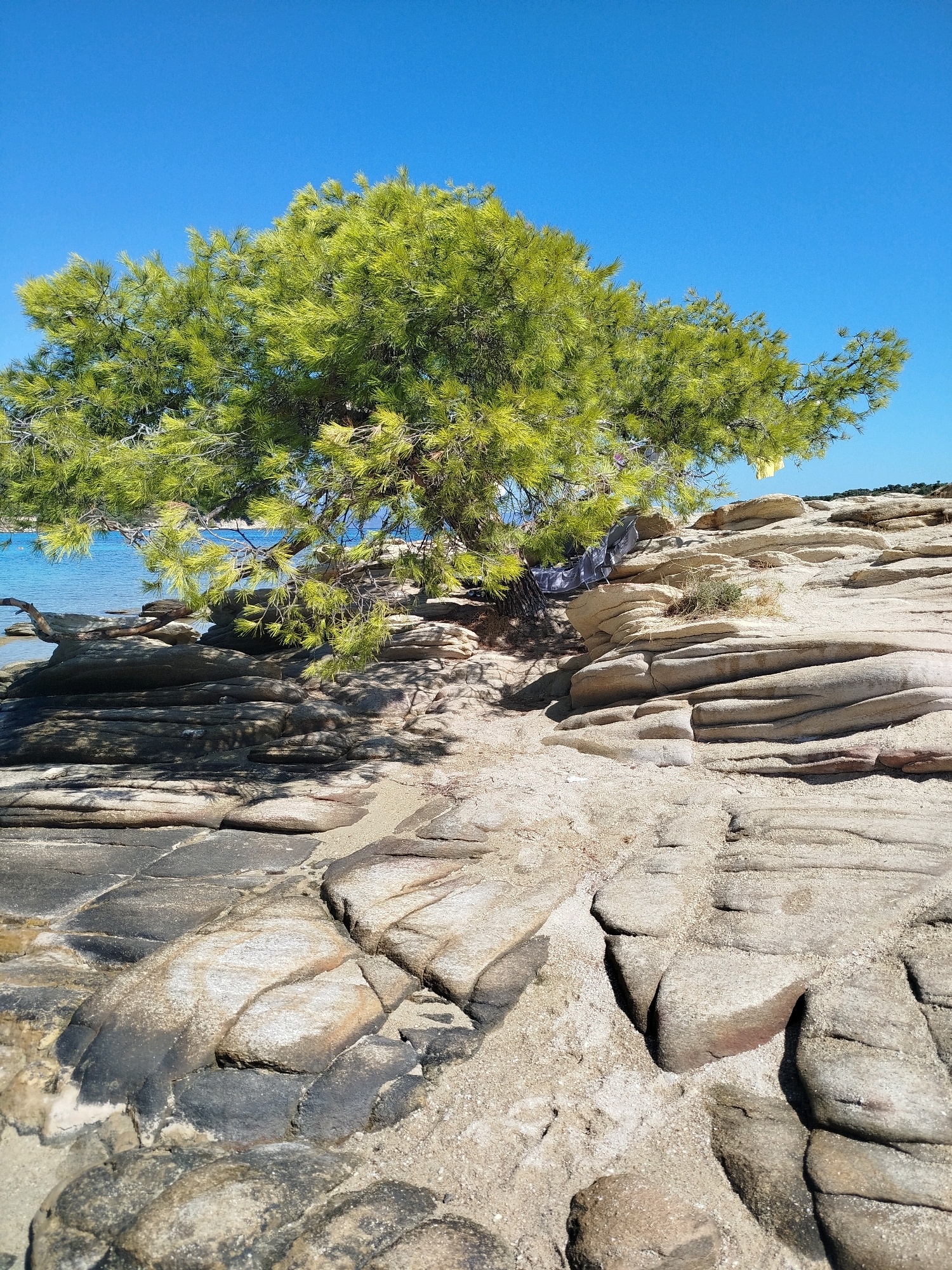 This image captures a scenic view of a pine tree leaning over a rocky shoreline under a clear blue sky. The tree's branches, adorned with vibrant green pine needles, extend over a collection of weathered, layered rocks. Some of the rocks are dark and wet, suggesting their proximity to the water, while others are lighter and drier, covered in sand. The water, a calm blue, is visible in the background. The terrain is characterized by sandy patches and smooth, eroded rock formations. A few pieces of clothing are draped over the branches of the tree. The location is Sithonia Municipal Unit, Greece, known for its stunning coastal landscapes.