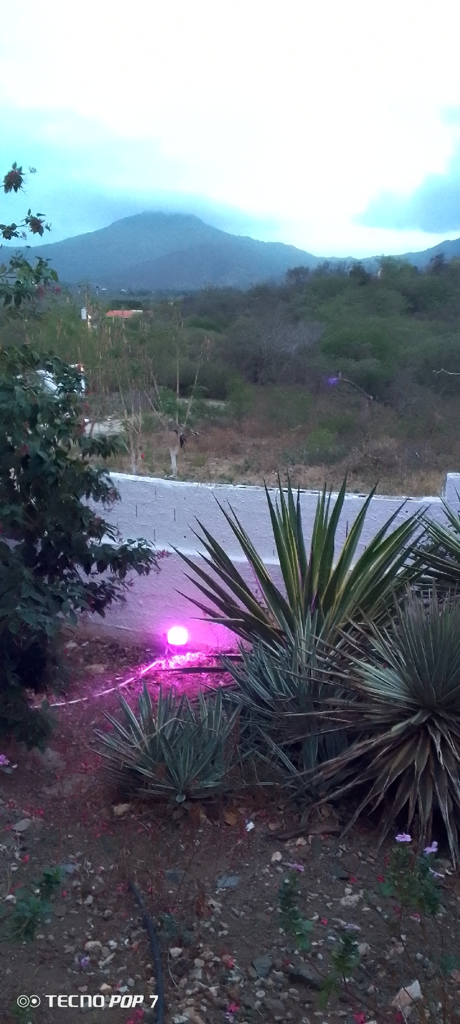 In Altagracia, Venezuela, a landscape view captured during twilight features a large, misty mountain range in the background, partially obscured by clouds. The foreground is dominated by several agave plants and a dense bush on the left. A white wall separates the foreground from the midground, where sparse vegetation and scattered trees are visible. A bright pink light source, possibly a spherical garden light, is illuminating the ground near the wall, casting a pink hue on the surrounding area. The ground is covered with stones, dirt, and fallen flower petals. The sky is overcast and appears to be a pale blue. The bottom left corner of the image contains a watermark that reads "TECNO POP 7".
