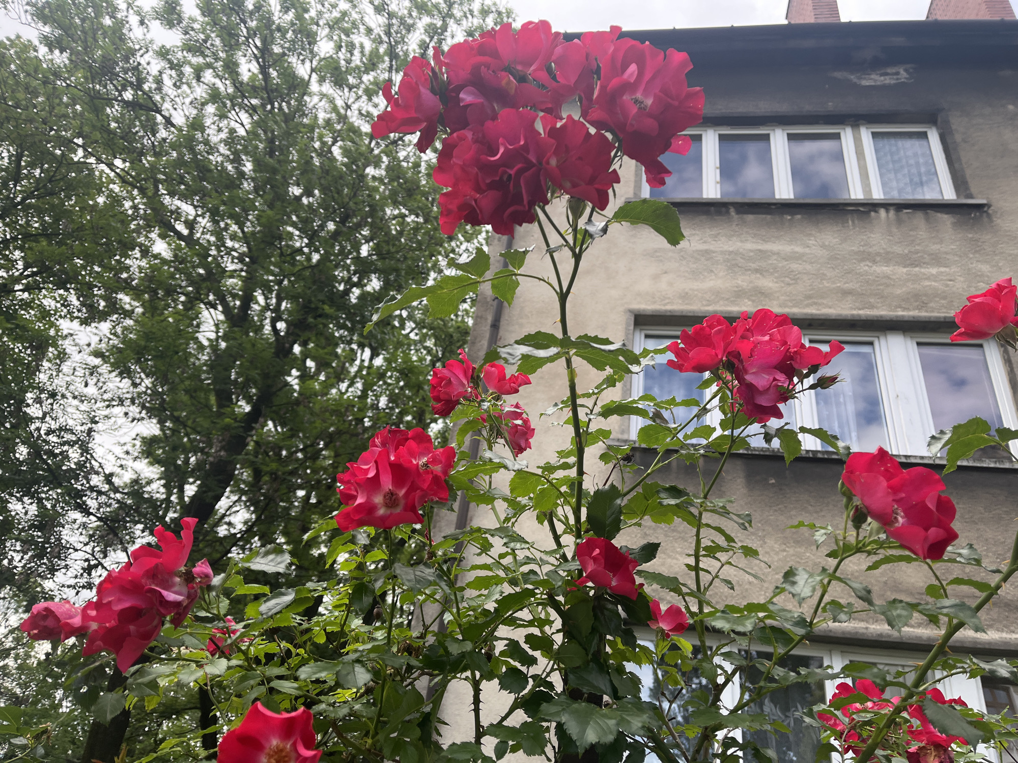 A cluster of vibrant red roses blooms in the foreground, with one large cluster at the top and smaller blooms scattered throughout. The roses are set against a backdrop of a grey, two-story building with white-trimmed windows. To the left of the building and roses, a dense green tree occupies the upper left portion of the frame. The sky is overcast. The image is a close-up shot, focusing on the natural beauty of the flowers and their contrast with the urban structure. The scene appears to be an outdoor setting in a city.