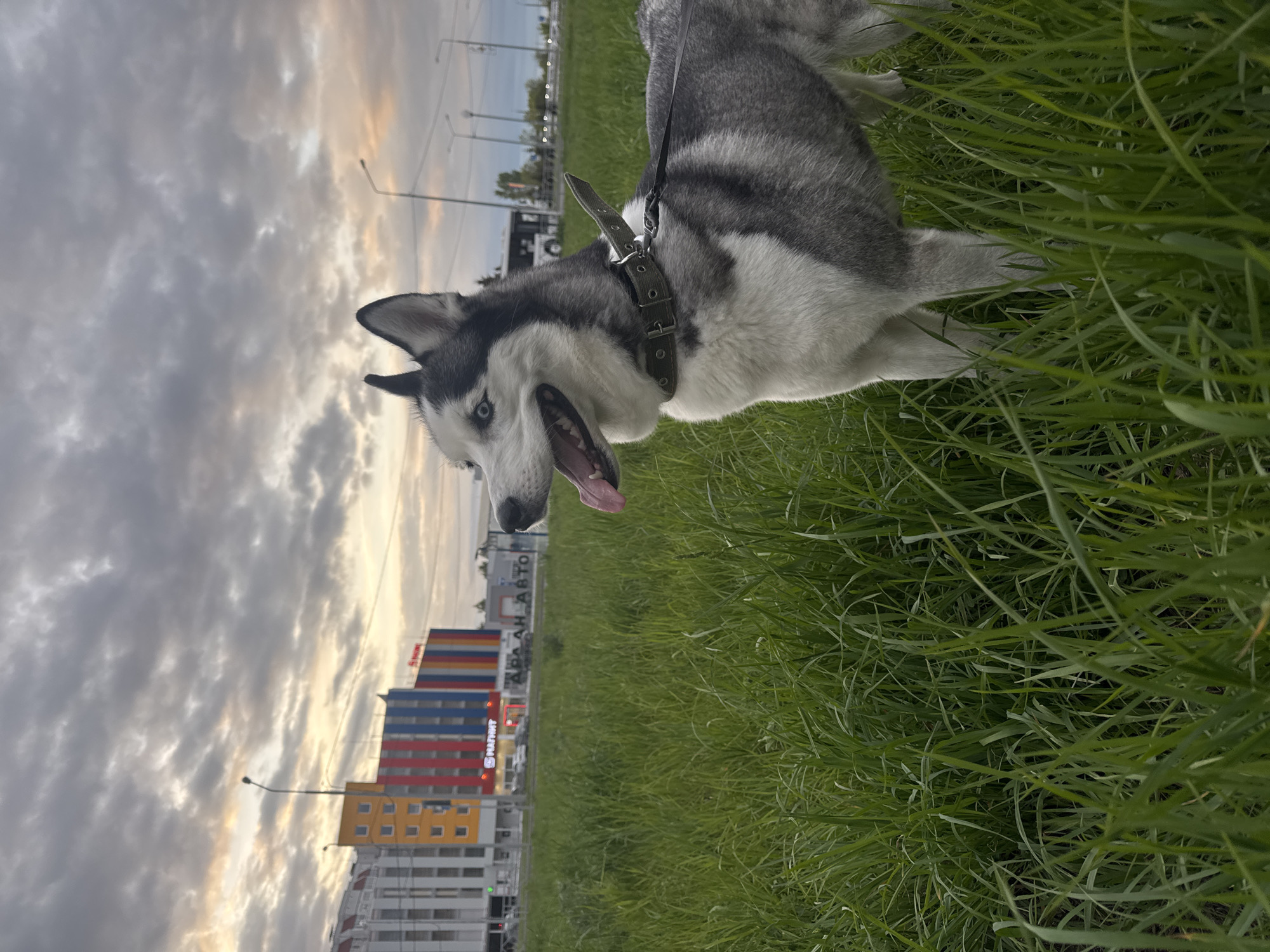 The image shows a husky dog in a field of green grass. The dog is panting with its tongue out. It has a black collar and a leash. In the background are buildings with colorful facades, a street, streetlights, and a cloudy sky at dusk or dawn. The scene appears to be an urban area, possibly a park or green space near a city. The buildings are identified as "АРААН АВТО" and "MARTNOT".