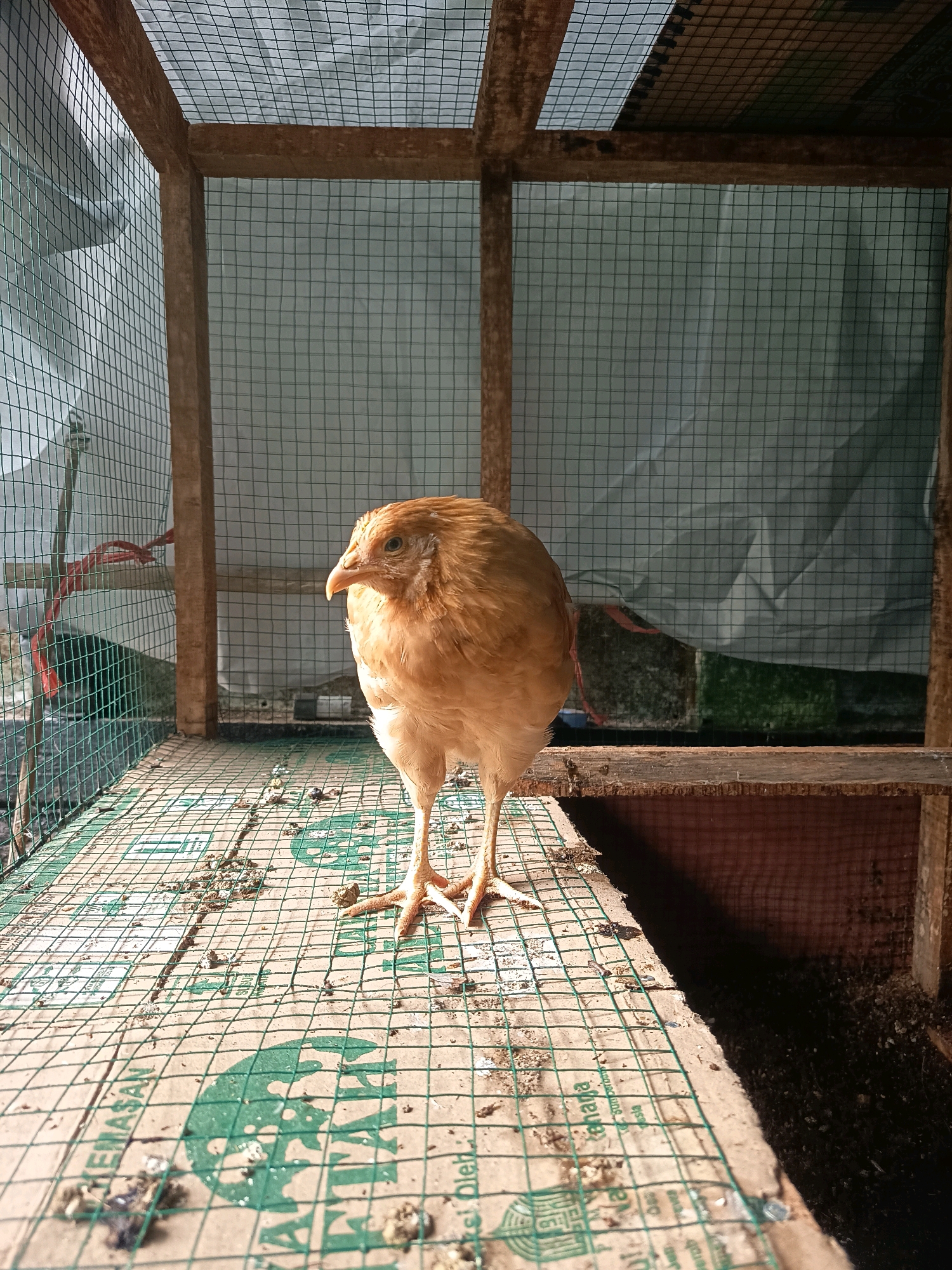 An overhead shot captures a lone, light brown chicken standing in a wooden cage in Kalipenggung, Indonesia. The chicken is centrally positioned, facing left with its beak slightly open. The cage floor is made of cardboard covered with a green wire mesh, and scattered debris, likely bird droppings, are visible on the surface. The cage walls are constructed from wooden beams and covered with green wire mesh. In the background, a draped white fabric creates a muted backdrop, with faint shadows and hints of outdoor greenery visible through the mesh. The lighting suggests a sunny day, casting distinct shadows within the cage.