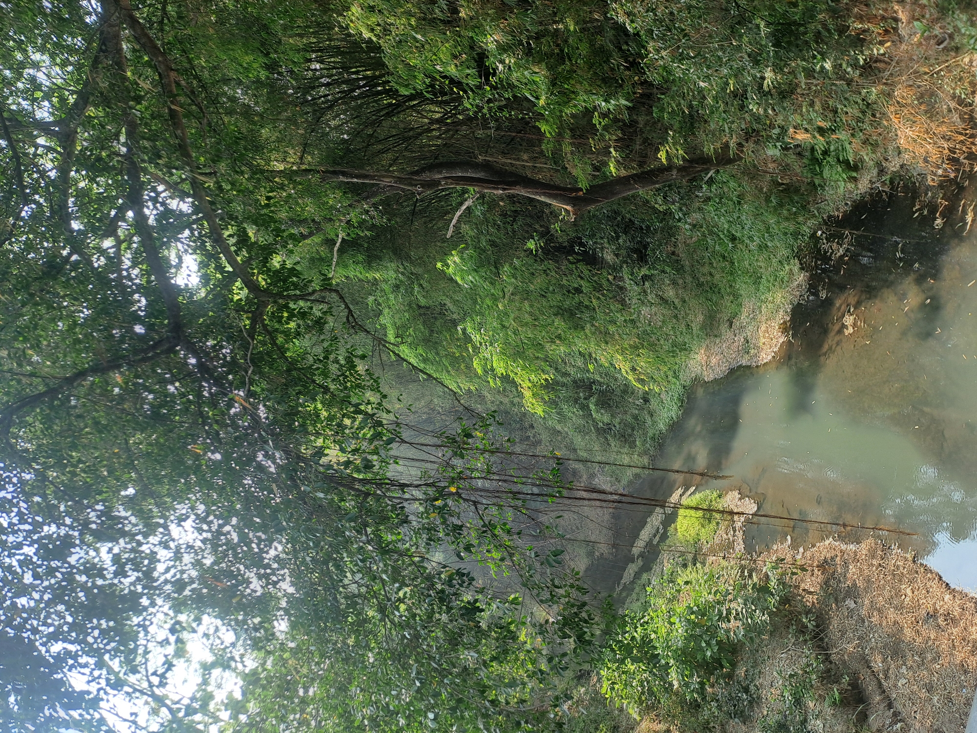 The image depicts a tranquil natural scene, likely in the city of Sumberrejo, Indonesia, featuring a narrow, shallow river winding through lush vegetation. Overhanging trees with dense green foliage partially obscure the sky, allowing dappled sunlight to filter through. Long, thin vines hang down from the branches, reaching towards the water's surface.
The riverbanks are a mix of dry, sandy earth littered with fallen leaves and twigs, and areas covered in vibrant green grass and smaller plants. The water itself appears somewhat murky, with a greenish tint, and a scattering of leaves and debris can be seen floating on its surface.
The right bank of the river is densely populated with tall bamboo trees, their slender stalks creating a vertical pattern against the backdrop of the foliage. The overall impression is one of a secluded, verdant natural area, possibly a park or a less-developed part of the city. There are no people or animals visible in the frame.