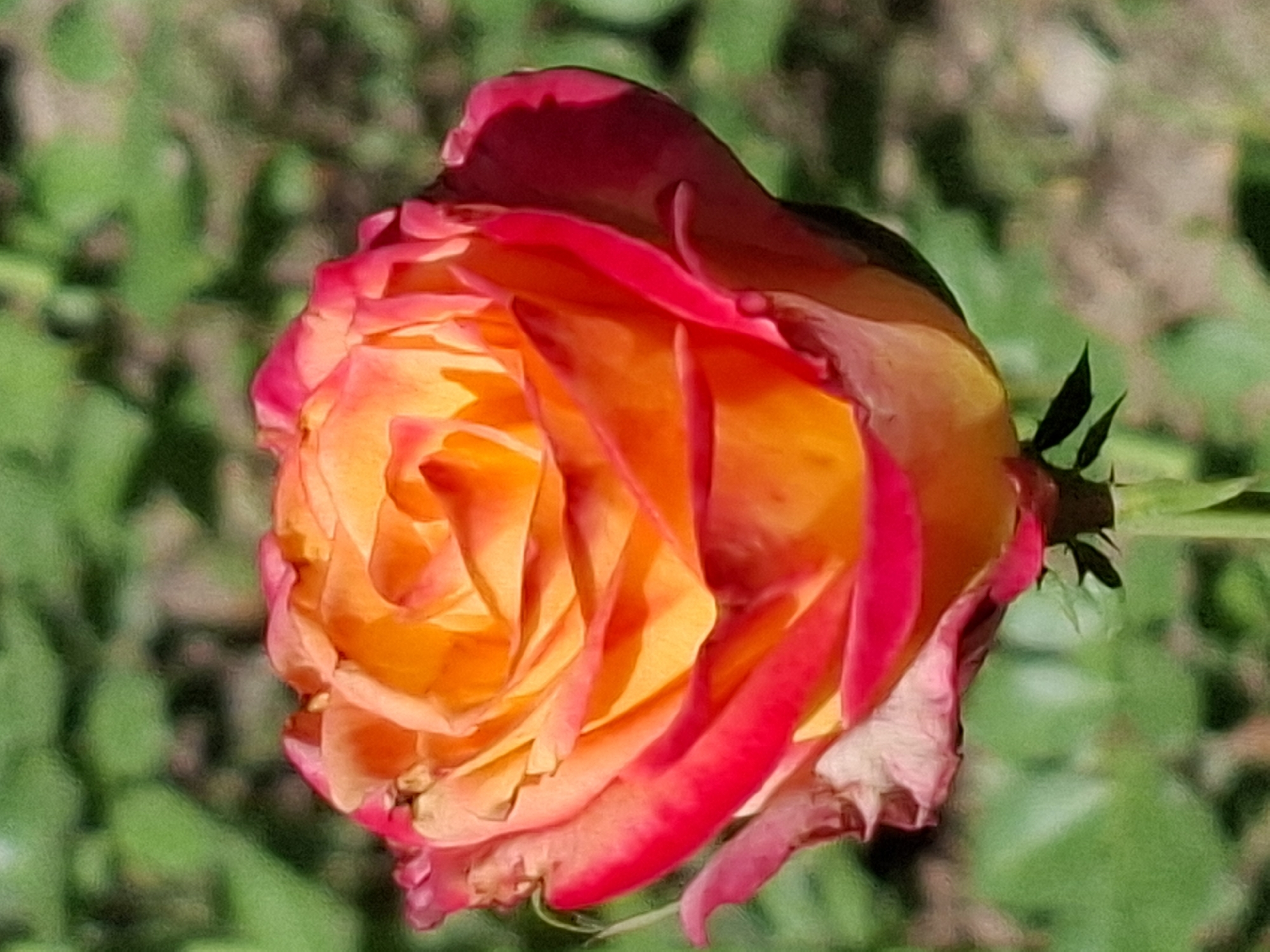 The image is a close-up, vertical shot of a single rose in bloom, with its petals transitioning from a vibrant yellow at the center to a deep orange and then a bright red at the edges. The rose is captured against a softly blurred background of green foliage, suggesting an outdoor garden setting. The lighting highlights the texture and layered structure of the petals. The overall impression is one of natural beauty and delicate detail. There are no people or specific landmarks visible in the image, and therefore, its location in Almaty, Kazakhstan cannot be determined from the visual information provided.