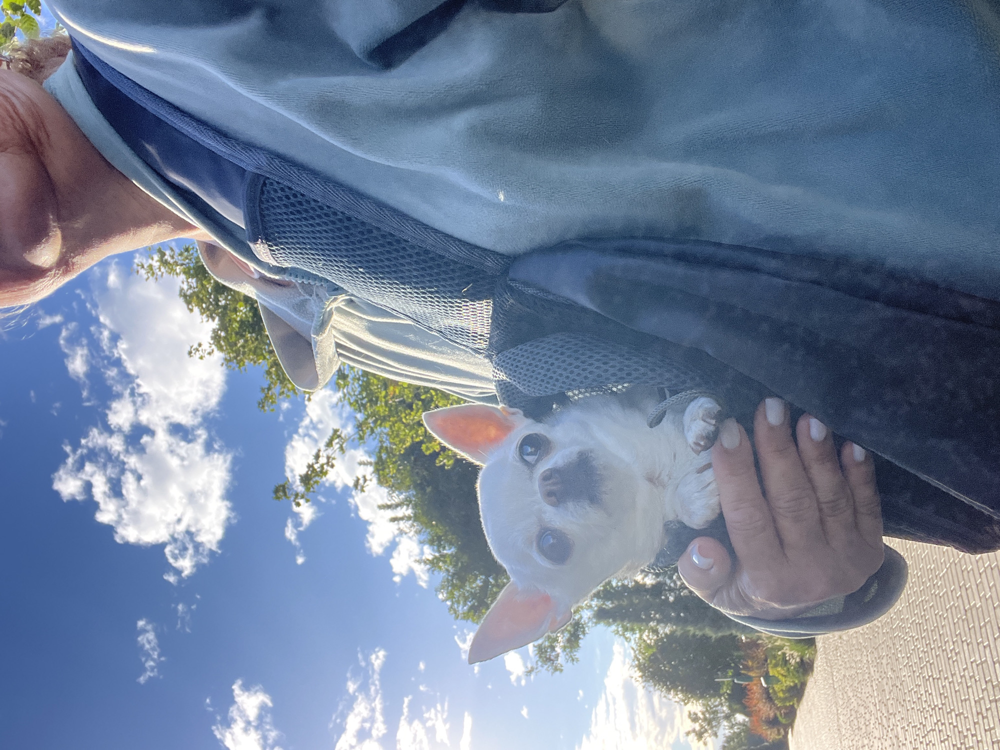 A person is carrying a white chihuahua in a blue carrier. The chihuahua is looking towards the camera. The person is wearing a light blue hoodie. The background shows a clear blue sky with white clouds, trees, and a paved walkway with a garden to the side. The location is identified as Fontanka, Ukraine.