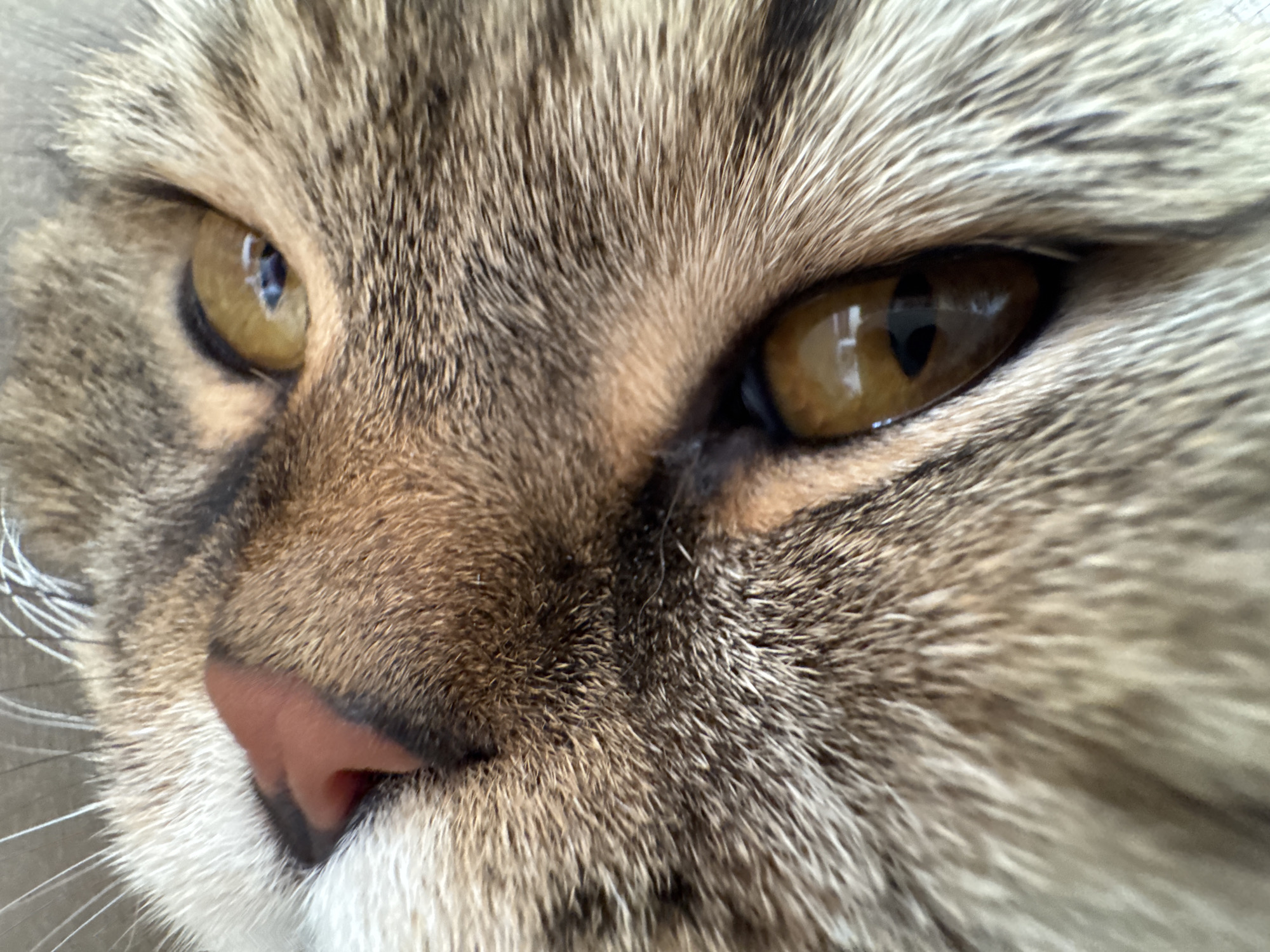 A close-up, eye-level, interior shot shows the face of a tabby cat. The cat's fur is primarily brown and gray with black stripes. The cat's eyes are large and golden-brown with black pupils. Its nose is pink and slightly upturned, and its whiskers are white and long. The background is blurred and appears to be an indoor setting.