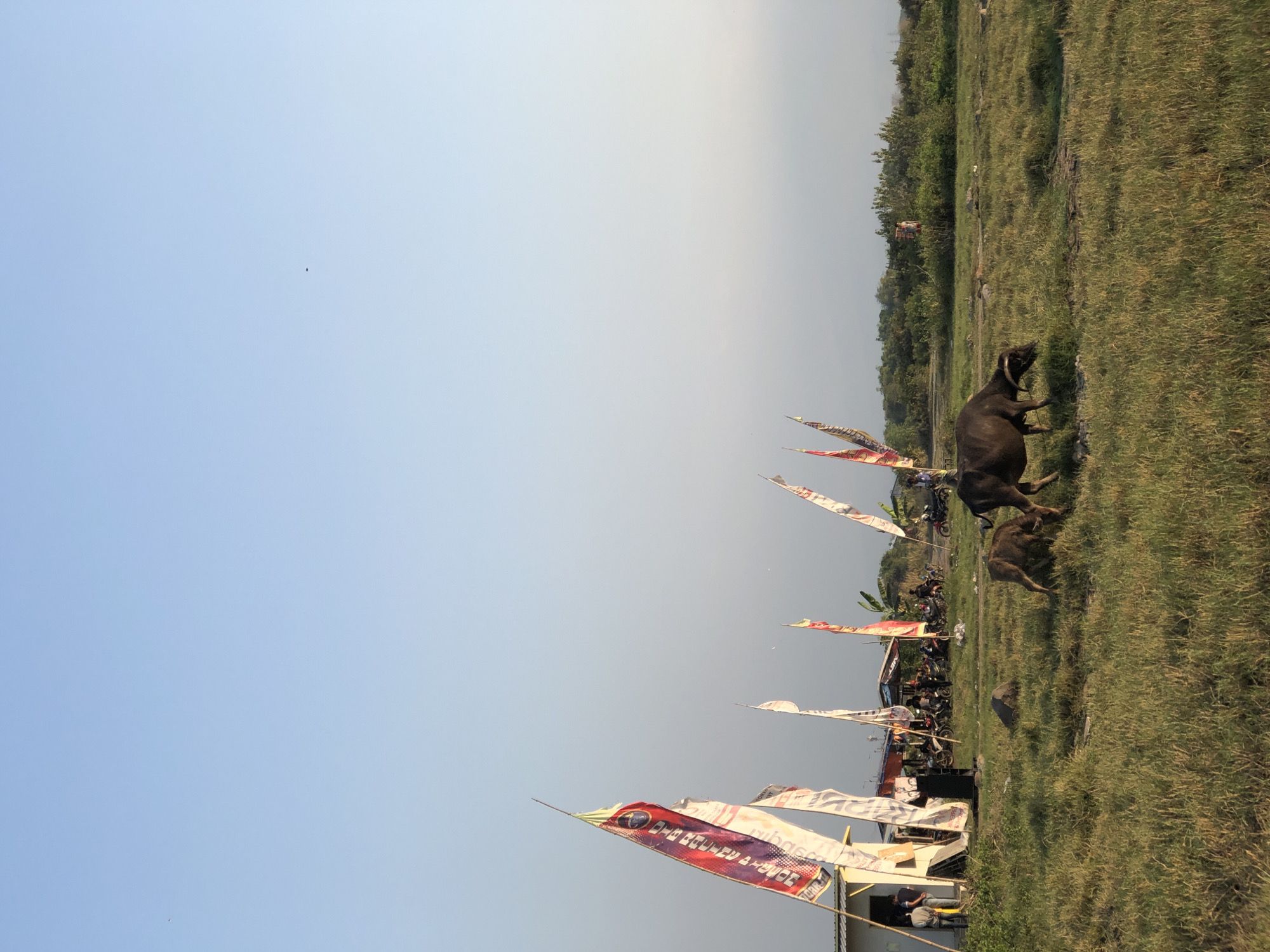 In Gempolsari, Indonesia, an outdoor scene unfolds under a clear blue sky. A grassy field dominates the foreground, with a large, dark water buffalo grazing to the right, its head lowered to the ground. To its left, a smaller, younger water buffalo is also grazing. In the midground, a cluster of structures appears, possibly temporary stalls or buildings, with several people gathered around. Various colorful flags, some bearing text and logos, are erected on poles, adding a festive or ceremonial atmosphere. A line of motorcycles is parked behind these structures, suggesting a gathering or event. Beyond the immediate structures, dense green vegetation forms a backdrop, with a few distant figures visible. The overall impression is one of a rural or semi-rural gathering in a grassy, open area.