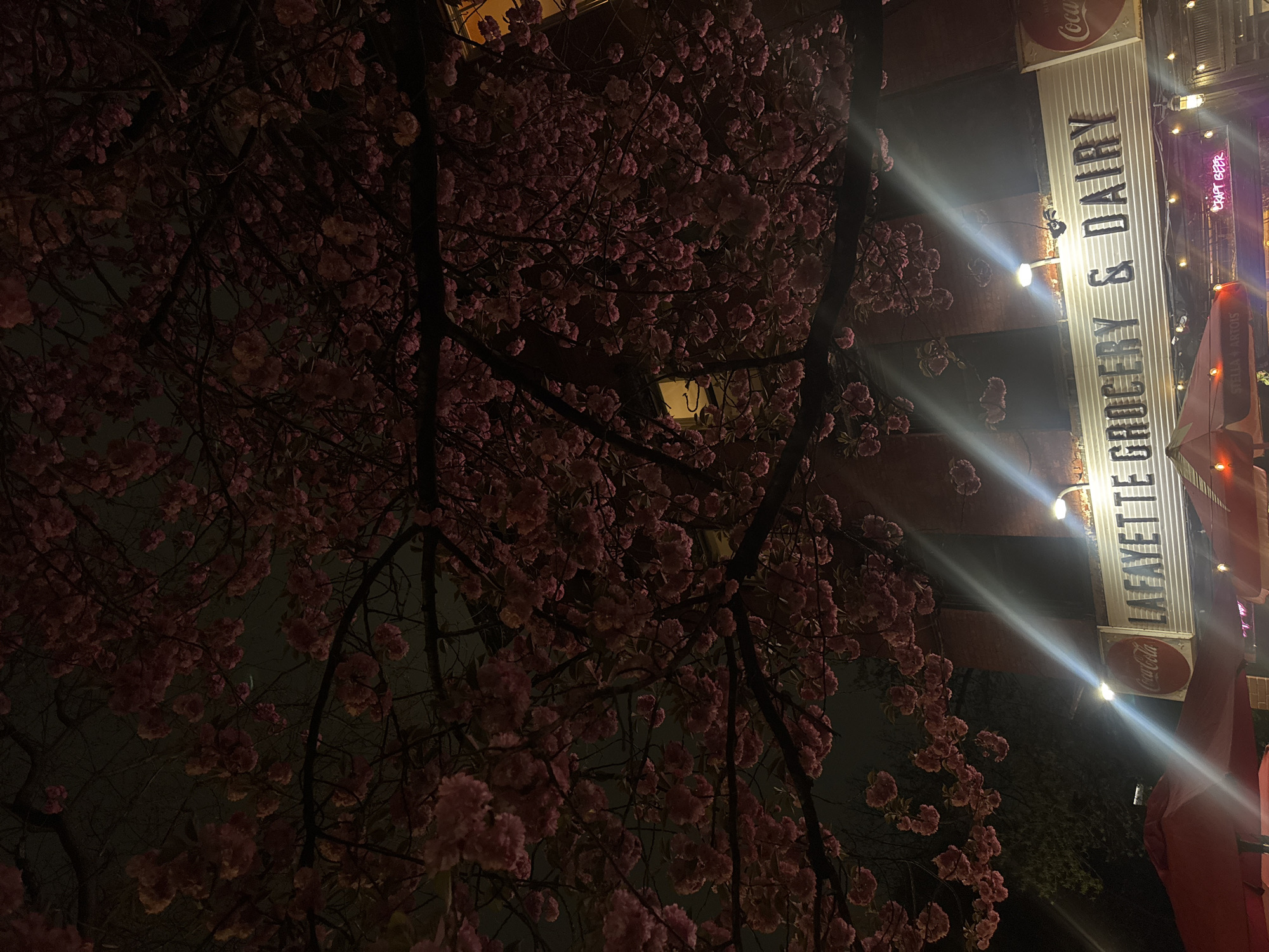 The image, taken at night, showcases the exterior of "Lafayette Grocery & Dairy" in New York City, United States. The facade is adorned with a Coca-Cola logo and illuminated by lights. A tree with pink blossoms frames the left side of the image. Additional architectural details and street elements are visible.