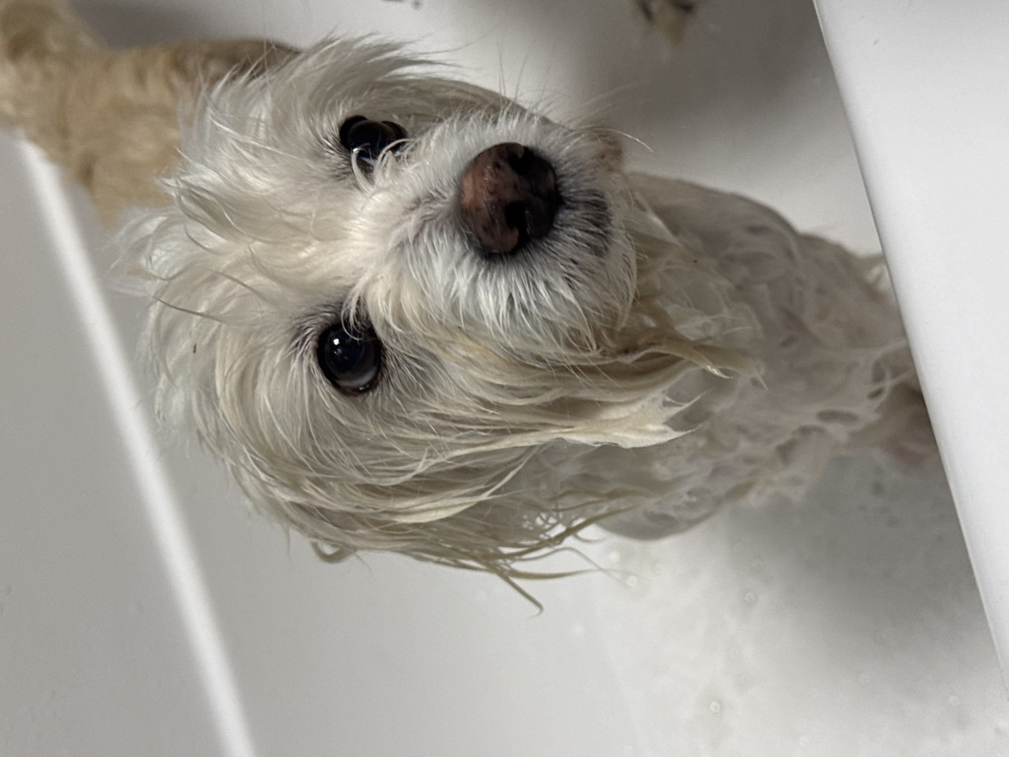 A small, light-colored dog, possibly a Maltese or similar breed, is captured during a bath in Noviy, Russia. The dog's wet, white and light brown fur, dark eyes, and dark brown nose are the central focus. Its fur is matted and dripping with water, indicating it is actively being washed. The dog is positioned in a white bathtub or large sink, with soap suds and water visible, particularly towards the bottom right of the frame. The perspective is from above, looking down at the dog, which appears calm and looks directly upward with a docile expression. The background consists of the white, clean interior of the tub or sink, suggesting an indoor bathroom setting. There is no visible text in the image.