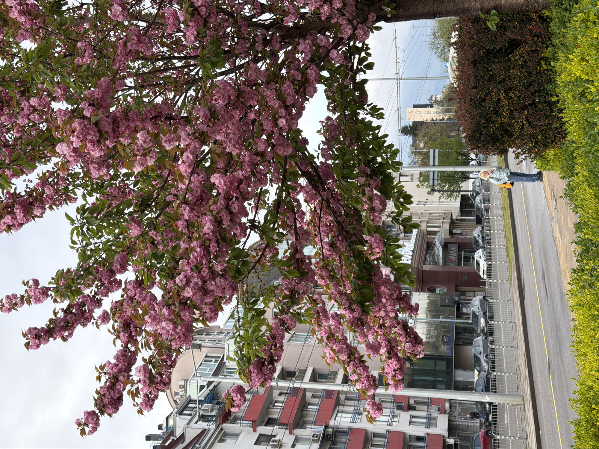The image depicts a street scene in Sofia, Bulgaria, featuring a blooming cherry tree in the foreground. The tree's pink blossoms obscure parts of the surrounding buildings. Behind the tree, a multi-story building with red window accents and numerous windows is visible. Across the street, a modern building with a glass facade can be seen. Several cars are parked along the street. On the sidewalk, an individual wearing a light-colored jacket and jeans is walking away from the camera. The sidewalk is lined with hedges. Overhead power lines stretch across the sky.