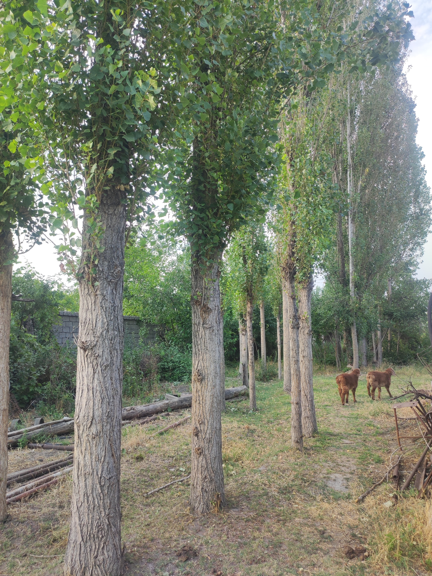 In the city of Mingchinar (Blagoveshchensky), Uzbekistan, a pastoral scene unfolds with a line of tall, mature trees with rough, grey bark and dense green foliage. The ground is covered with dry grass and scattered fallen branches. In the mid-ground, two young calves with light brown fur stand facing away from the camera. Behind them, more trees form a dense backdrop, with a low, grey brick wall visible through the vegetation. The overall impression is of a rural, somewhat unkempt outdoor environment.