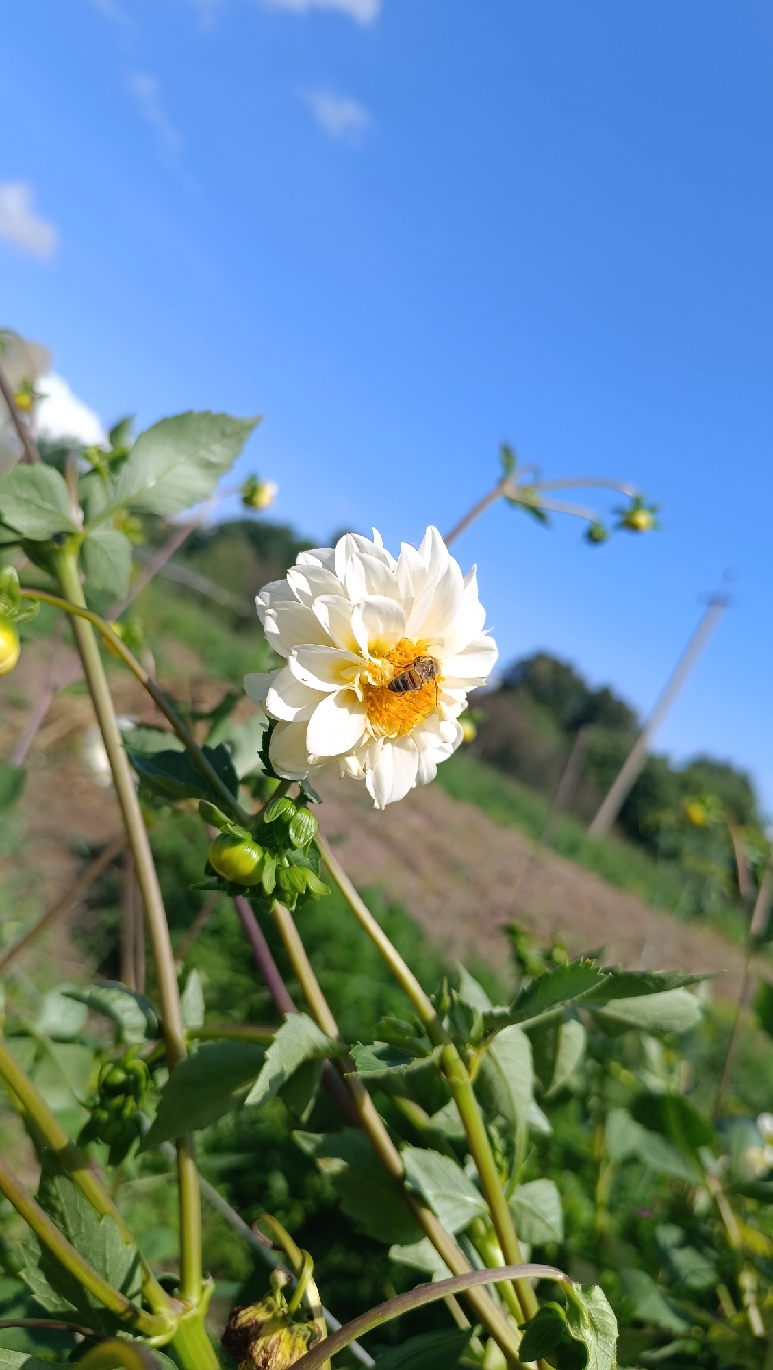 A close-up shot shows a white dahlia flower in bloom, with a bee collecting nectar from its yellow center. The flower is positioned to the right of the frame, against a backdrop of a bright blue sky with scattered clouds. In the background, a grassy hillside with some cultivated land is visible. The image is taken in the city of Karsha, Russia, on a sunny day.