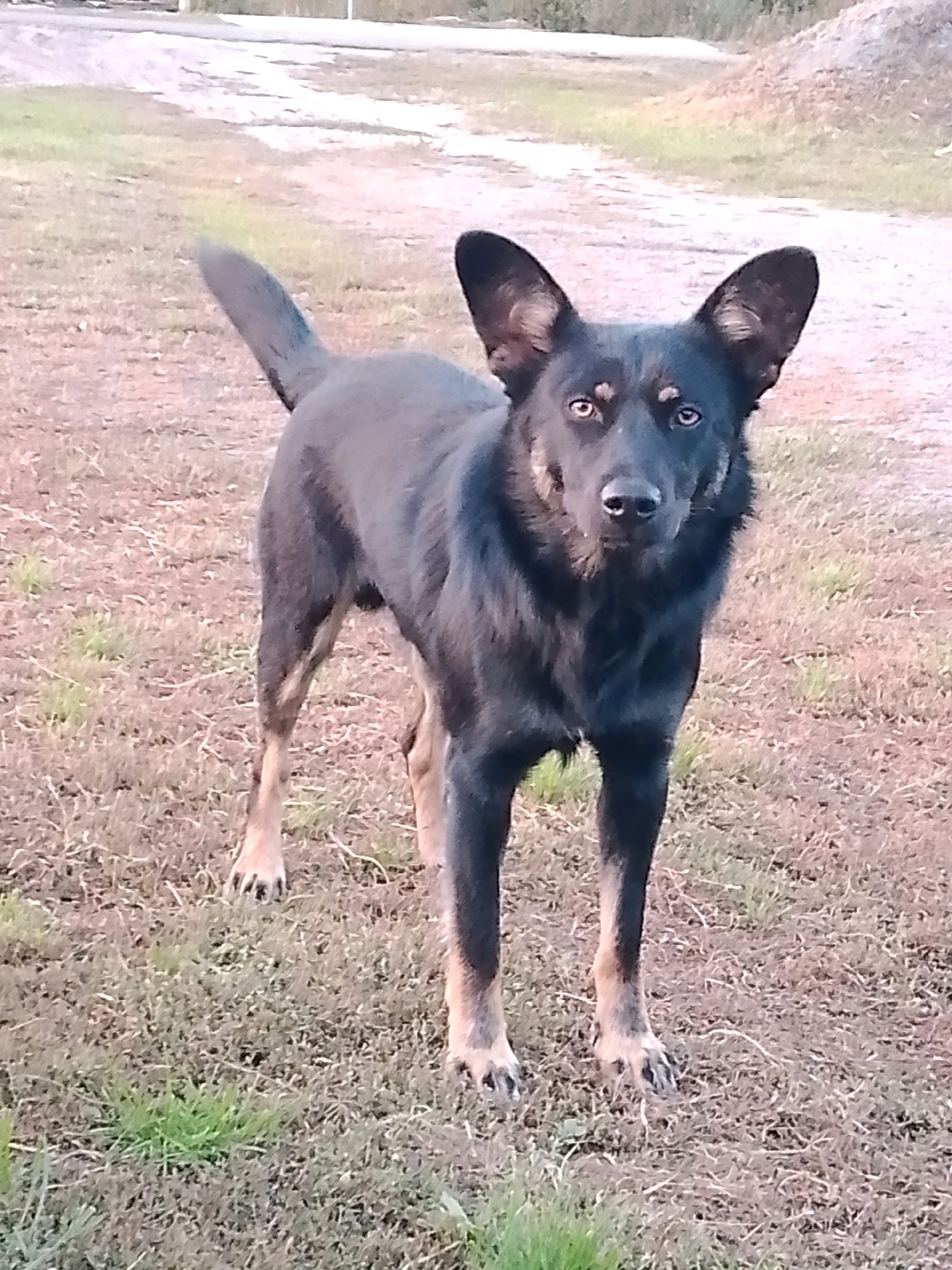 A medium-sized, black and tan dog stands on dry, patchy grass. The dog is facing the camera, with its head tilted slightly to the left. It has large, erect ears, dark eyes, and a black nose. The dog's fur is short and appears to be thick. Its body is lean and muscular. The background is a blurred out area of dry grass and dirt, with a dirt road visible in the upper left corner. The lighting suggests it is late afternoon or early evening.