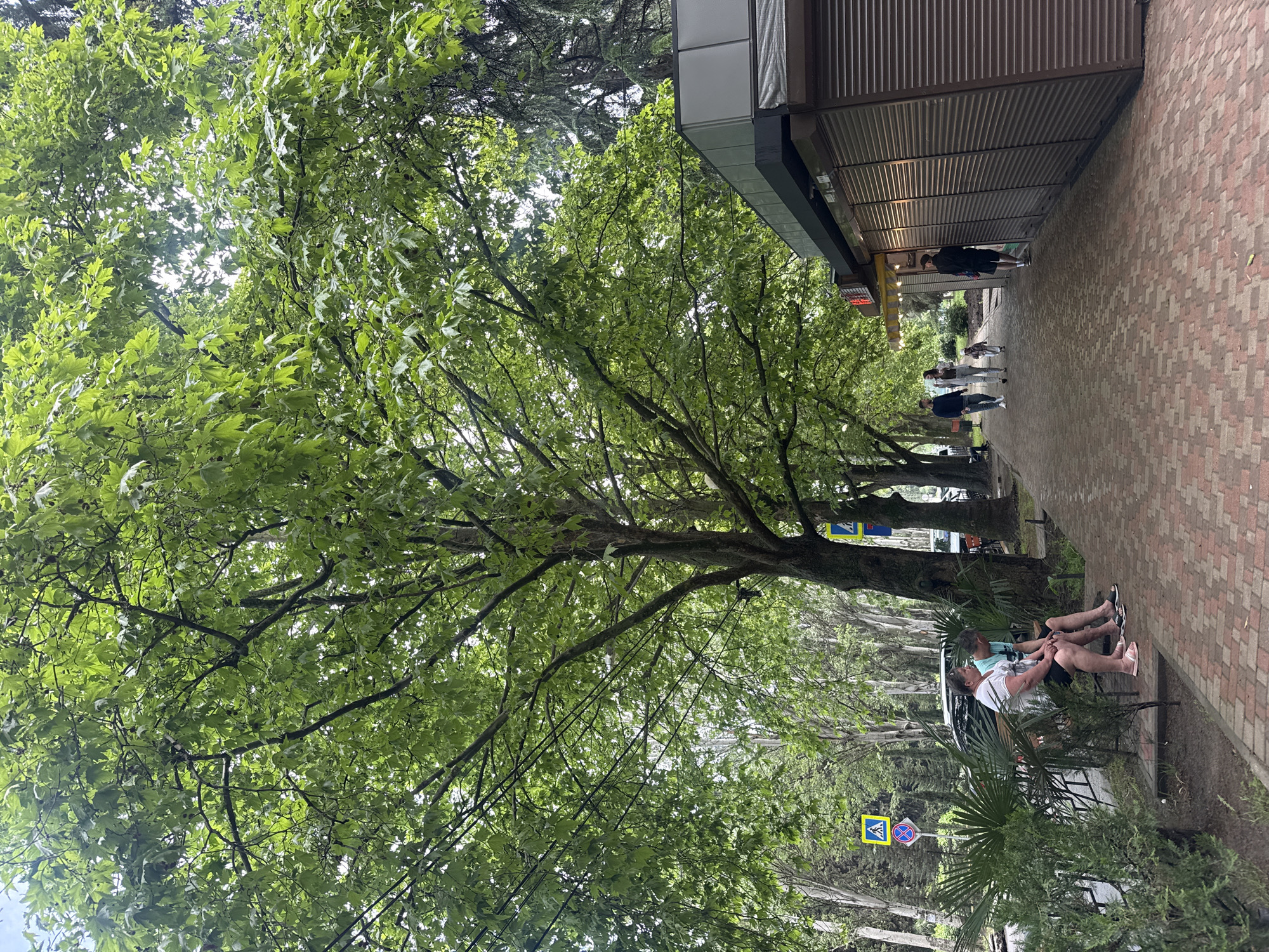 The image shows a street scene in an urban area. A row of large, leafy trees lines the left side of the frame. A paved brick sidewalk is on the right. A building with a metal overhang runs along the edge of the sidewalk, and people are seen walking along the sidewalk. In the foreground, two people are sitting on a bench under the trees. A road sign is visible on the left, and some palm trees are near the bench.