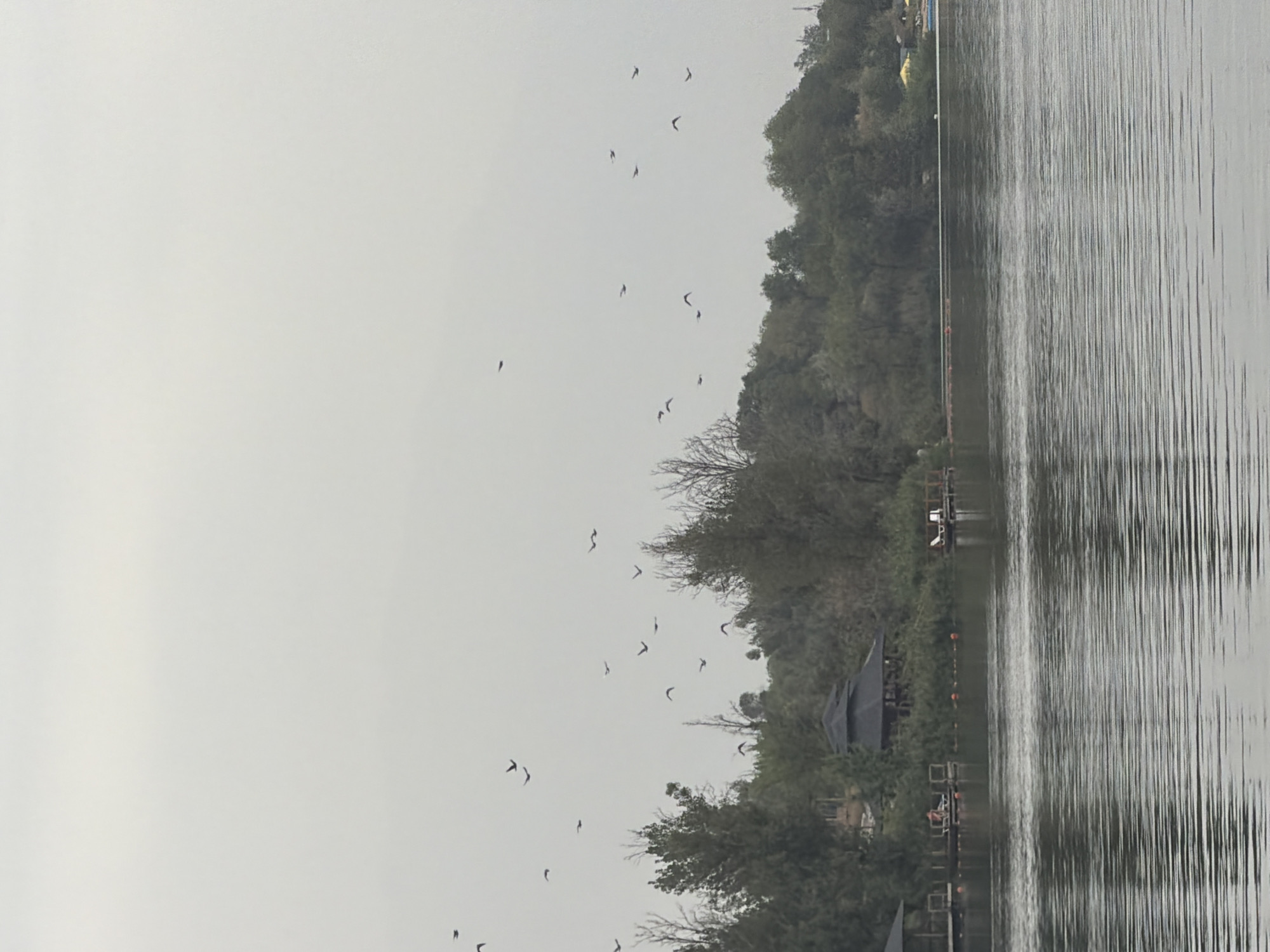 The image depicts a wide shot of a lake on a cloudy day, with a line of trees and structures along the distant shoreline. The water in the foreground exhibits ripple patterns, suggesting a calm to moderate wind. The sky is overcast and a pale gray, contributing to a diffused light across the scene.
Along the shoreline, a dark, multi-tiered structure resembling a gazebo or pavilion is visible, partially obscured by dense green foliage. Adjacent to it are wooden platforms or docks extending onto the water, some of which are furnished with lounge chairs. Red buoys are intermittently spaced along the water's edge.
A flock of birds is scattered across the sky, some flying individually and others in small groups, appearing as dark silhouettes against the bright sky. The trees along the shore are a mix of deciduous and coniferous types, with some bare branches indicating it might be autumn or early spring. The overall impression is a tranquil, natural setting, possibly a park or recreational area within Pervomayskiye Prudy, Kazakhstan.