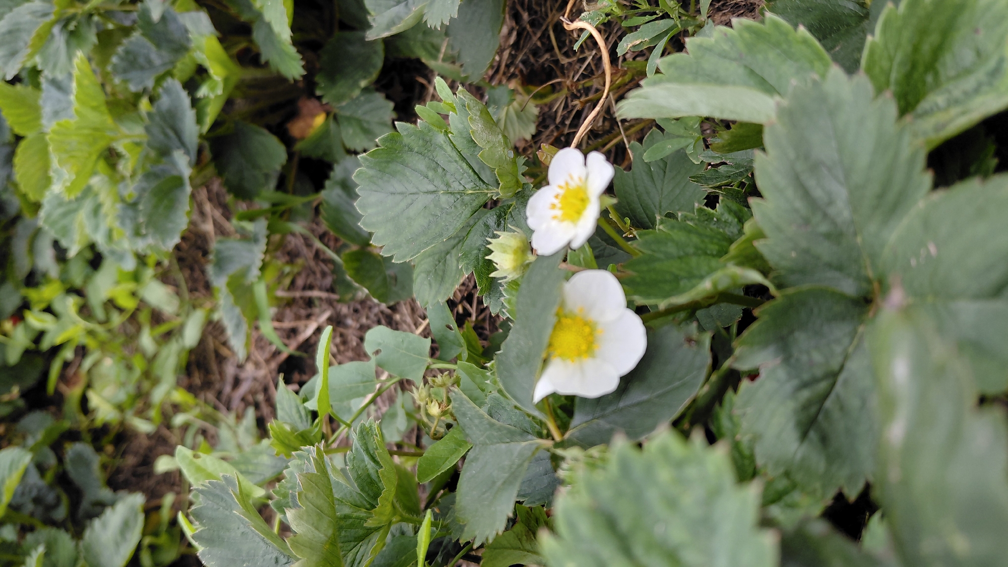 A close-up, eye-level shot captures a patch of green strawberry plants, with two white flowers in focus in the foreground. The flowers have yellow centers and five petals each. The leaves of the strawberry plants are dark green, serrated, and show prominent veins. Some green buds are visible among the leaves. The background is blurred, showing more foliage and dark soil. The scene appears to be outdoors, possibly in a garden or field. The image is static and there are no people or animals present. This image does not provide any specific information that could be used to determine its location in the city of Aktobe, Kazakhstan.