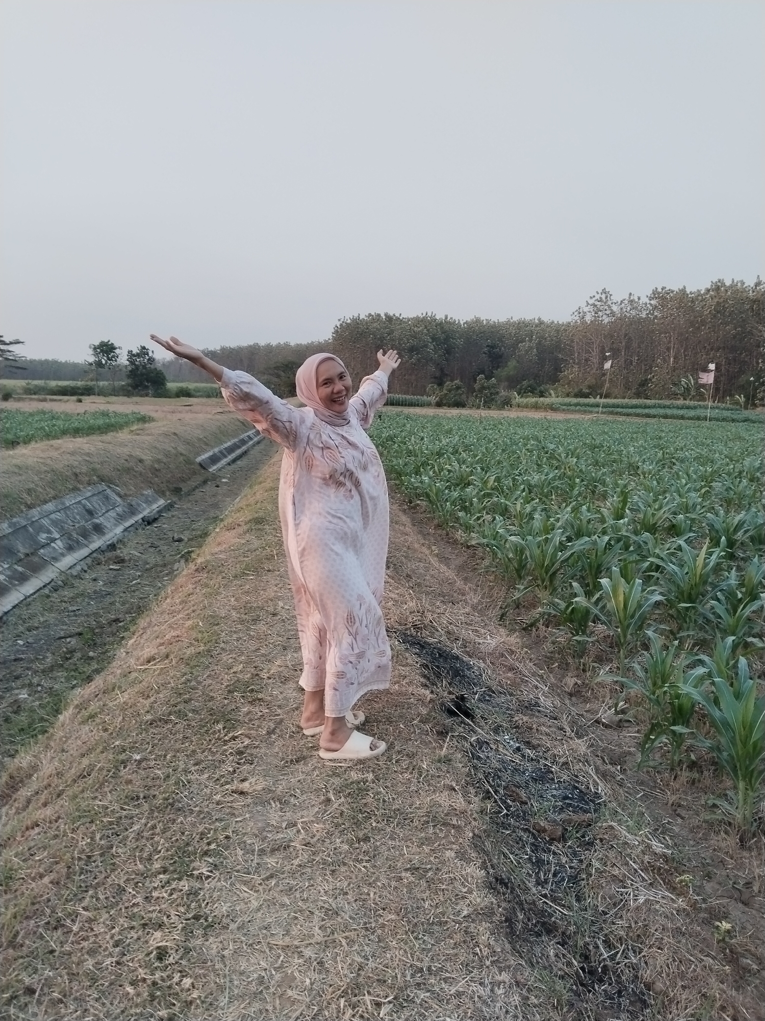 In Jembayat, Indonesia, a woman wearing a light pink hijab and a patterned light pink dress stands with her arms outstretched, facing the camera. She is positioned on a dry, grassy path between two agricultural plots. To her left, a concrete drainage channel runs alongside a field with sparse vegetation. To her right, a well-maintained field of young corn plants stretches into the distance, bordered by a line of trees. The sky is overcast and pale. The woman is smiling, appearing joyful and energetic. The overall scene depicts a rural, agricultural setting.